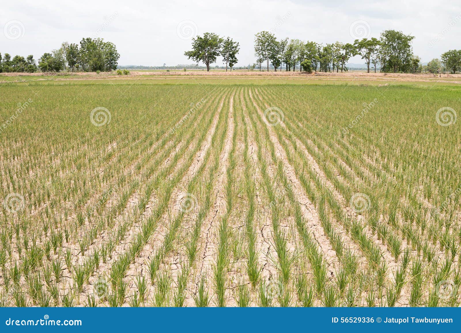 Dry rice field stock photo. Image of organic, east, cultivation 56529336