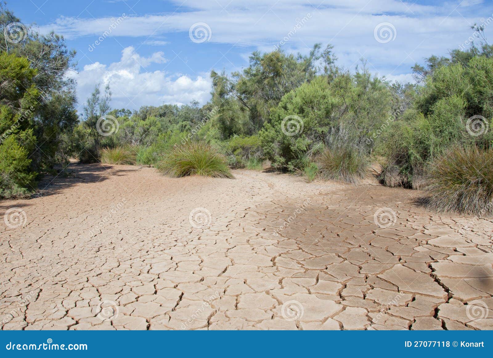 dry river bed with plants