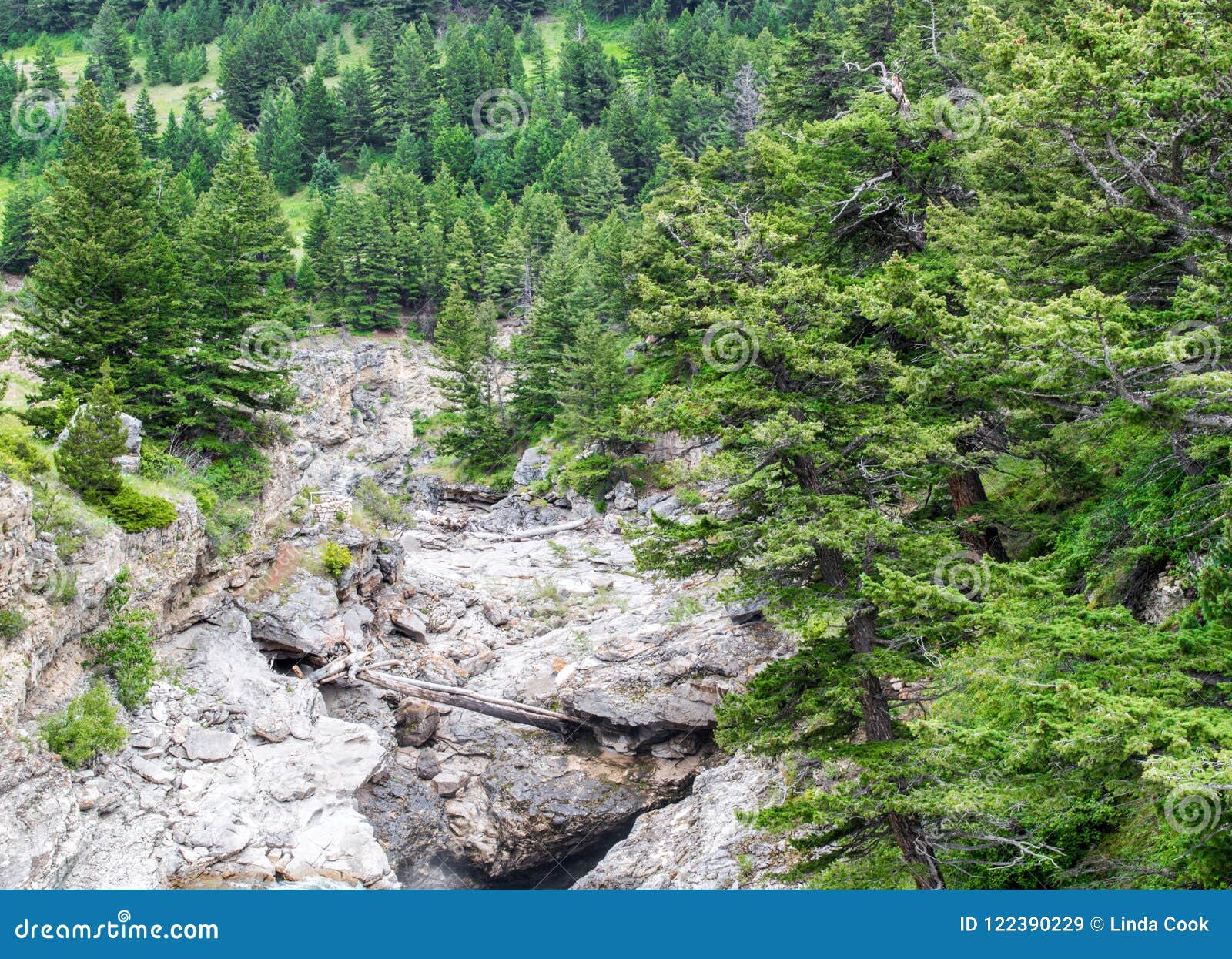 dry rocky riverbed amid lush forest in montana