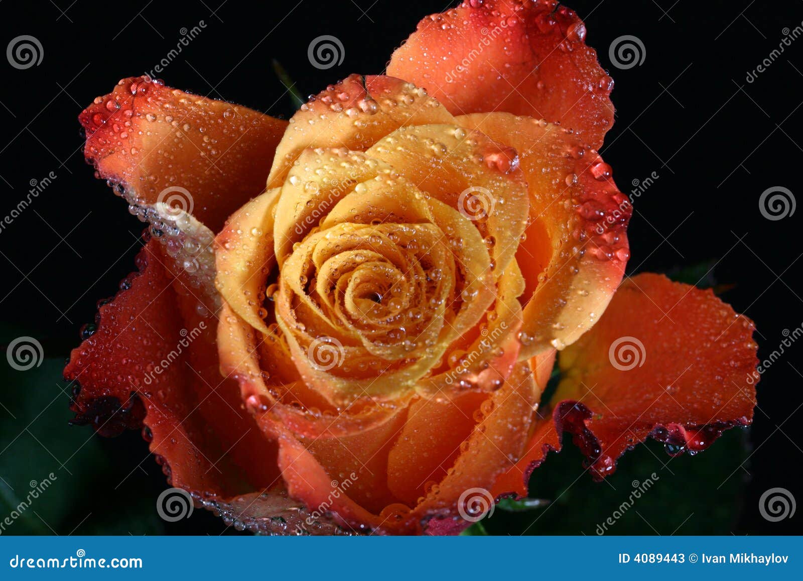 Dry rose stock image. Image of lovely, love, asqua, floral 4089443