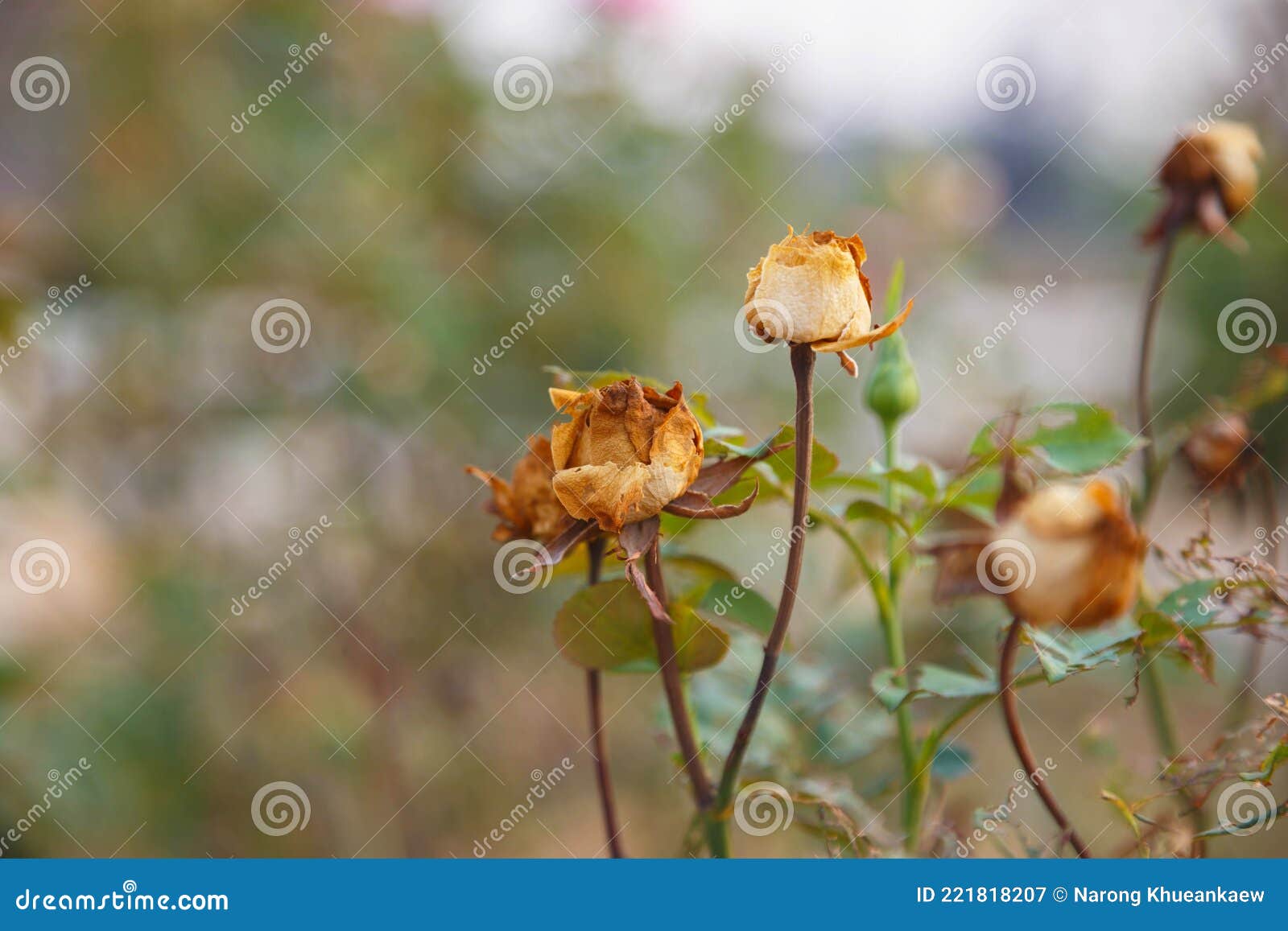 Dry Rose Buds on the Rose Tree Stock Image Image of buds, leaves