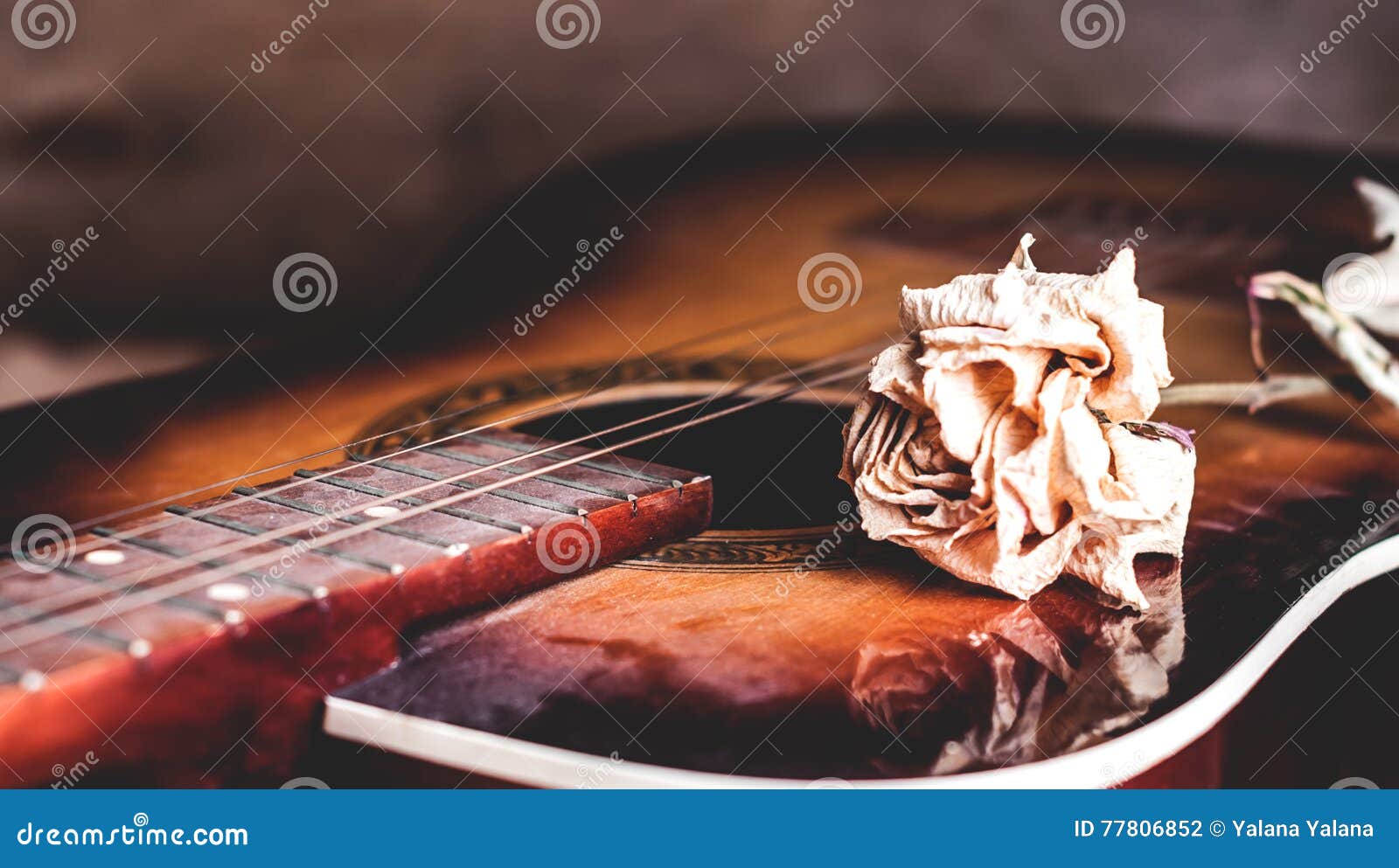 Dry Rose Flower on the Strings of a Guitar Stock Photo Image of