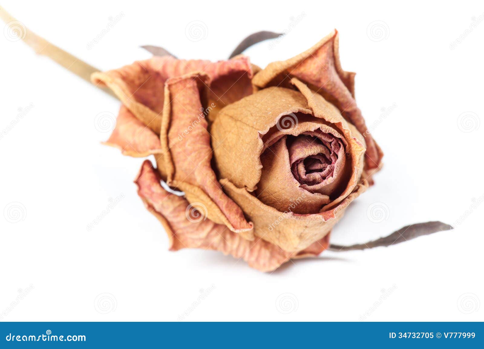 Dry Rose stock image. Image of still, rose, plant, beautiful 34732705