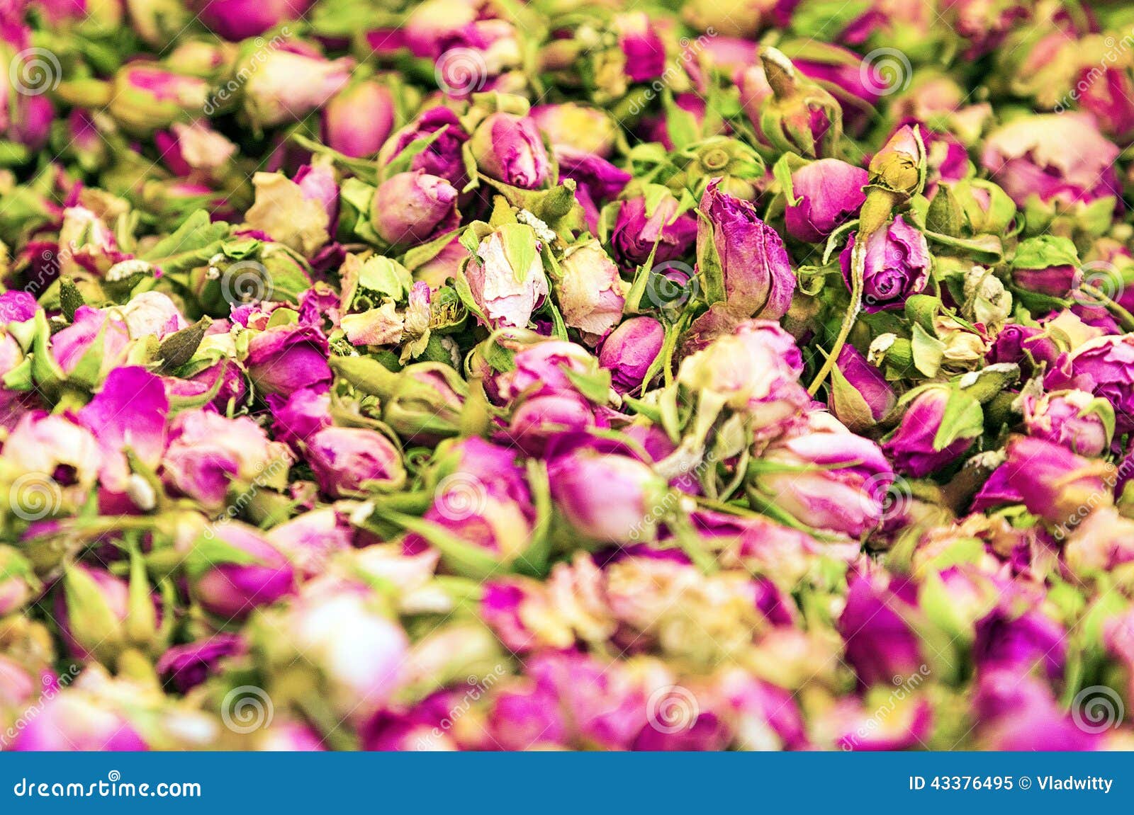 Dry roses petal stock image. Image of care, flower, nontraditional