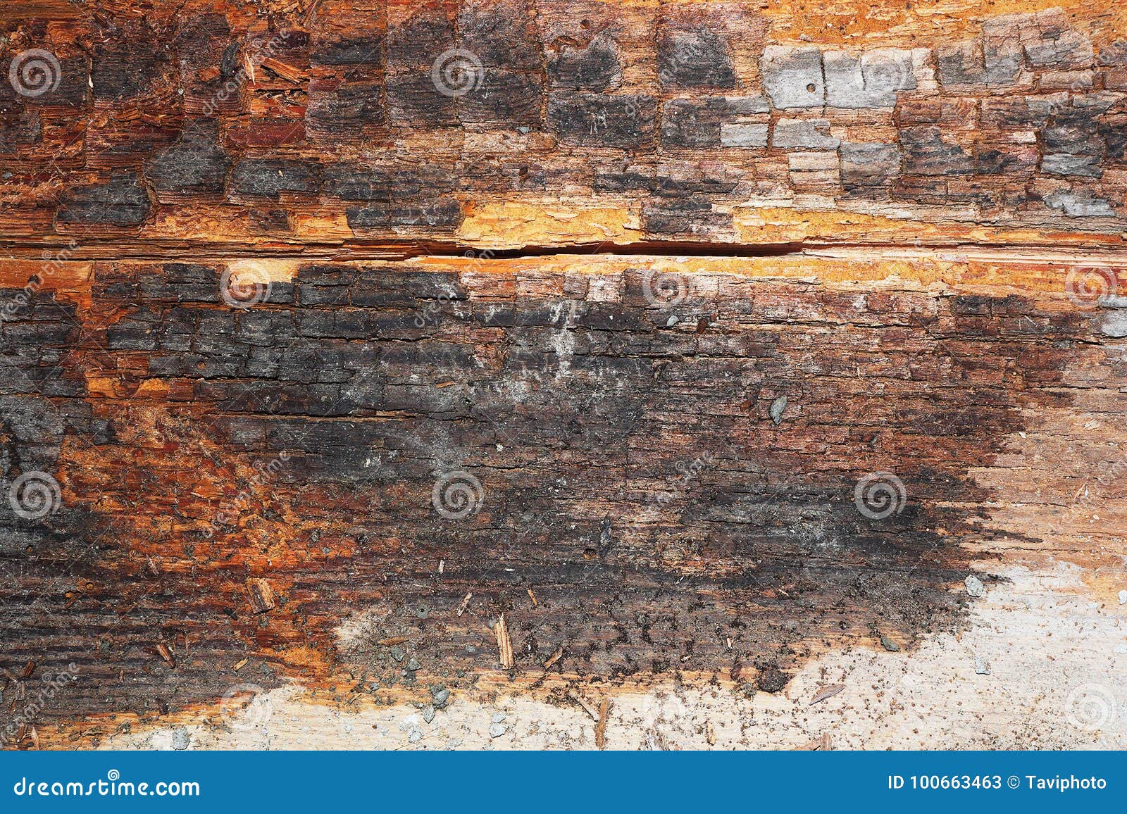 download rot wood klei download rot wood klei