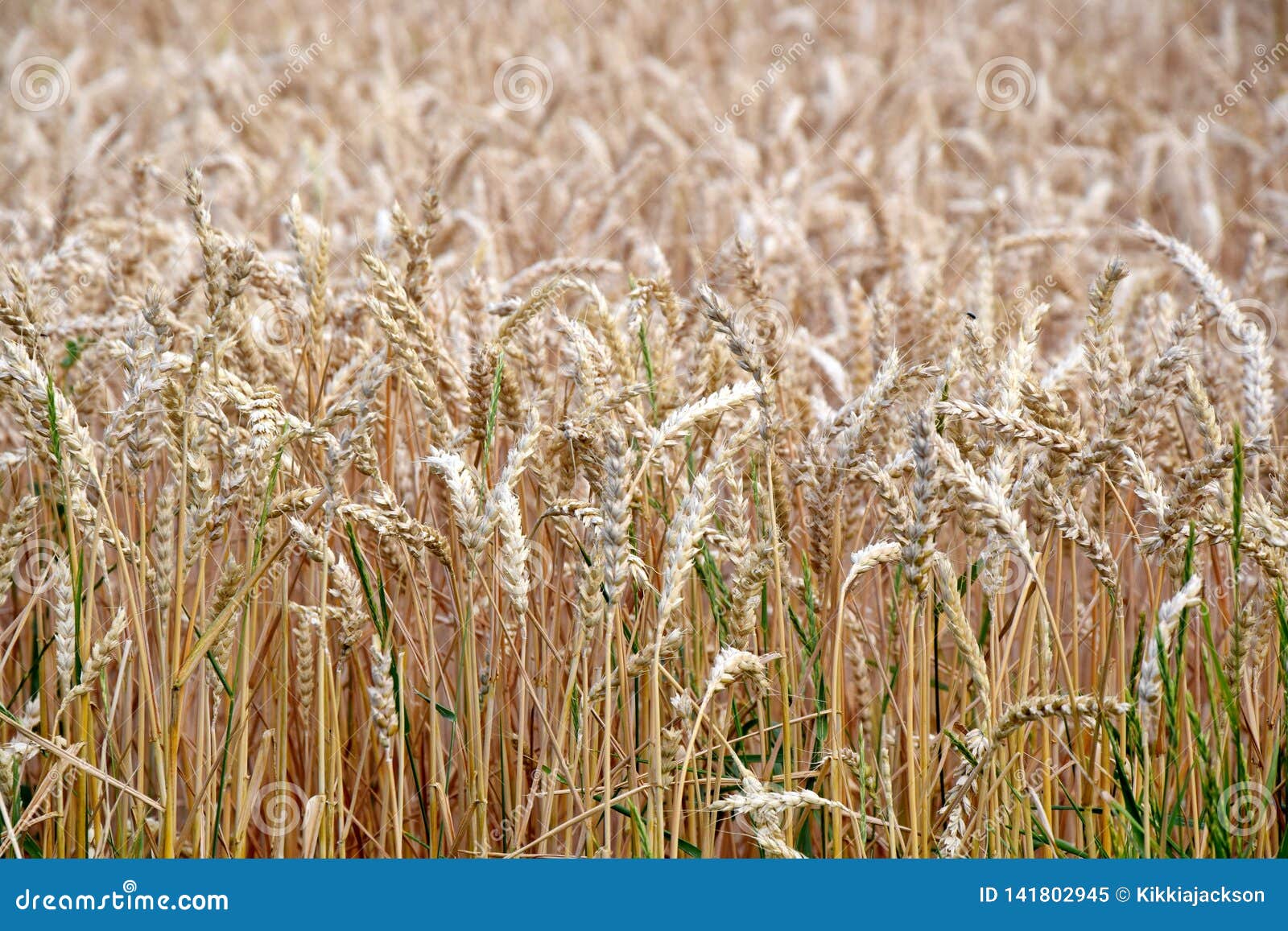 Dry Rye Field Grain Background Stock Photo Stock Image Image of grain