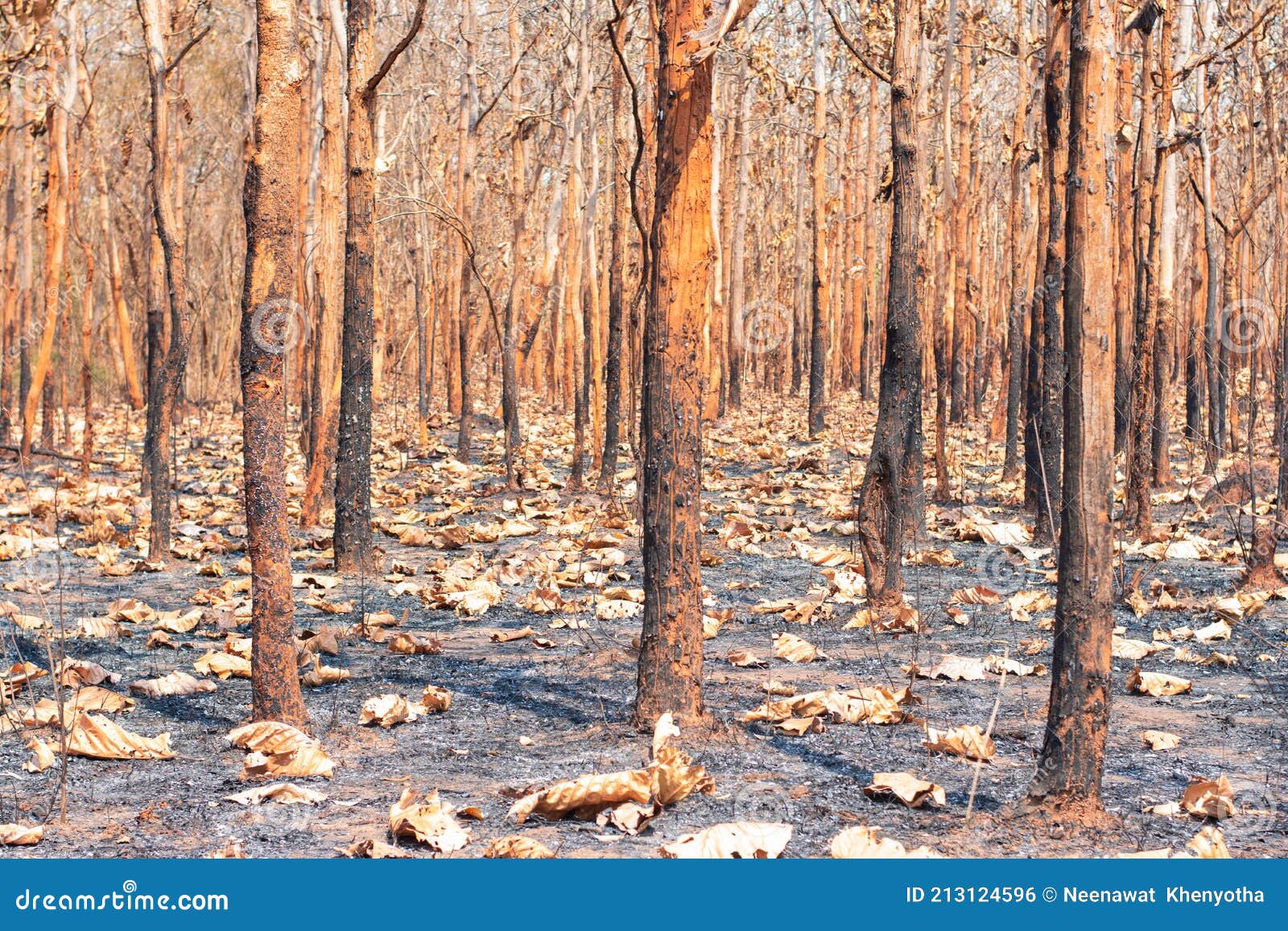 during the dry season, mixed deciduous forests in southeast asia are burned by forest fires. it is another factor of global warmin