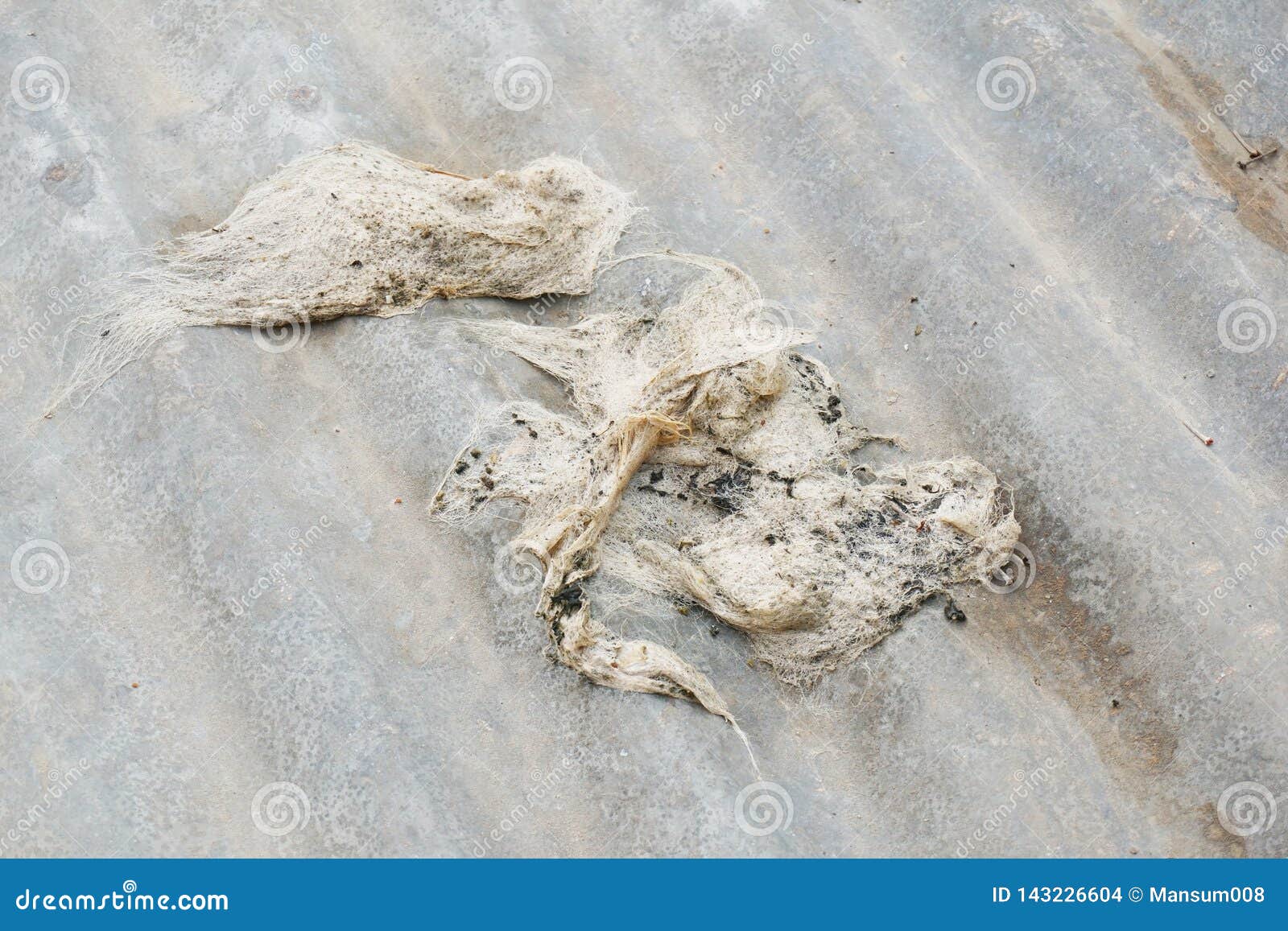 Dry Seaweed on Zinc Texture Stock Photo Image of metal, seaweed 143226604