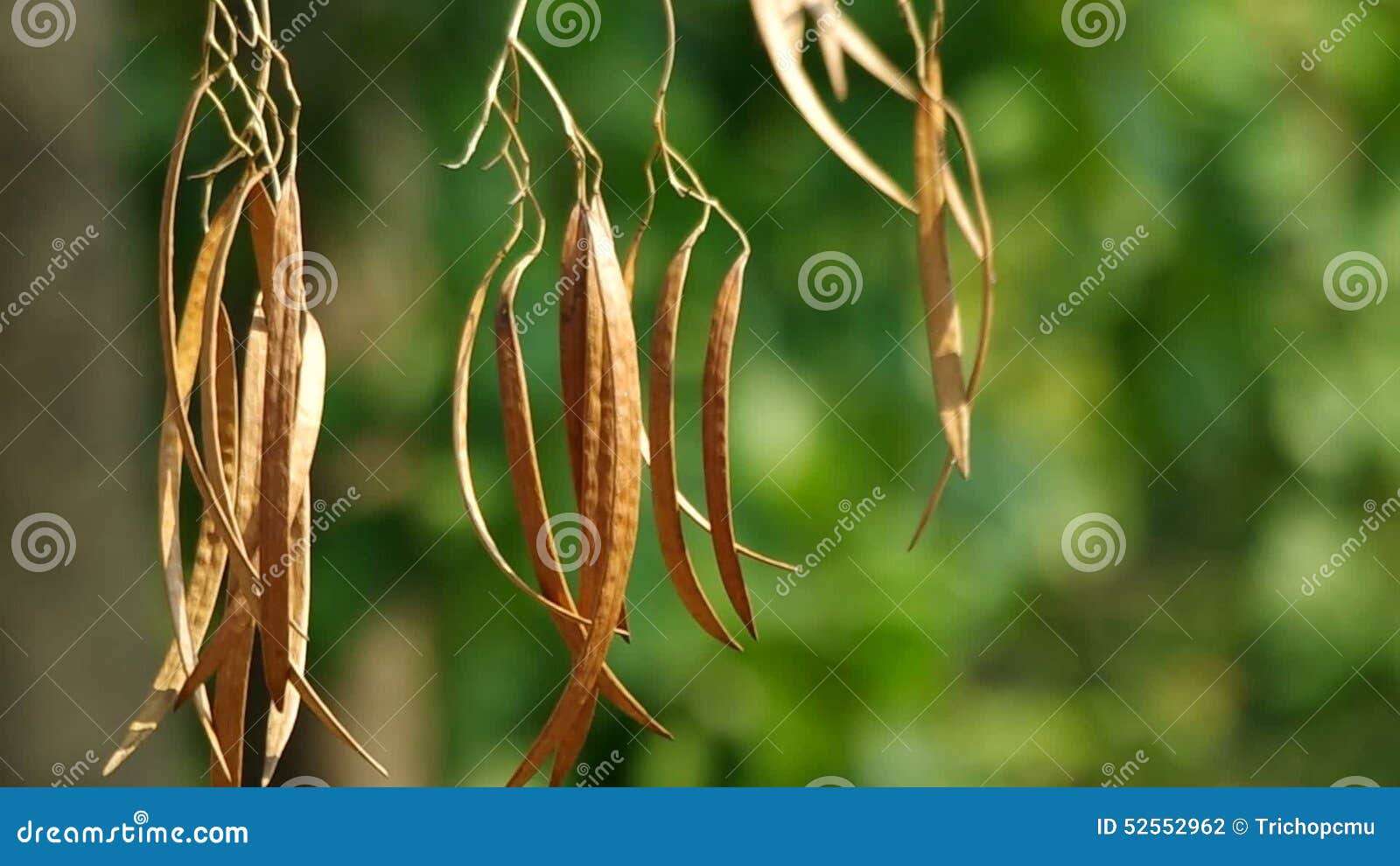 Dry Seed Pods of Tropical Plant Stock Footage Video of calm, pods