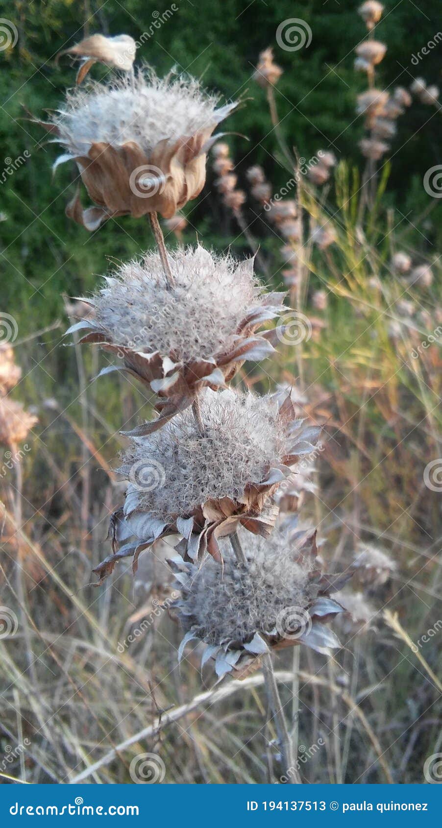 dry seeds of the praire