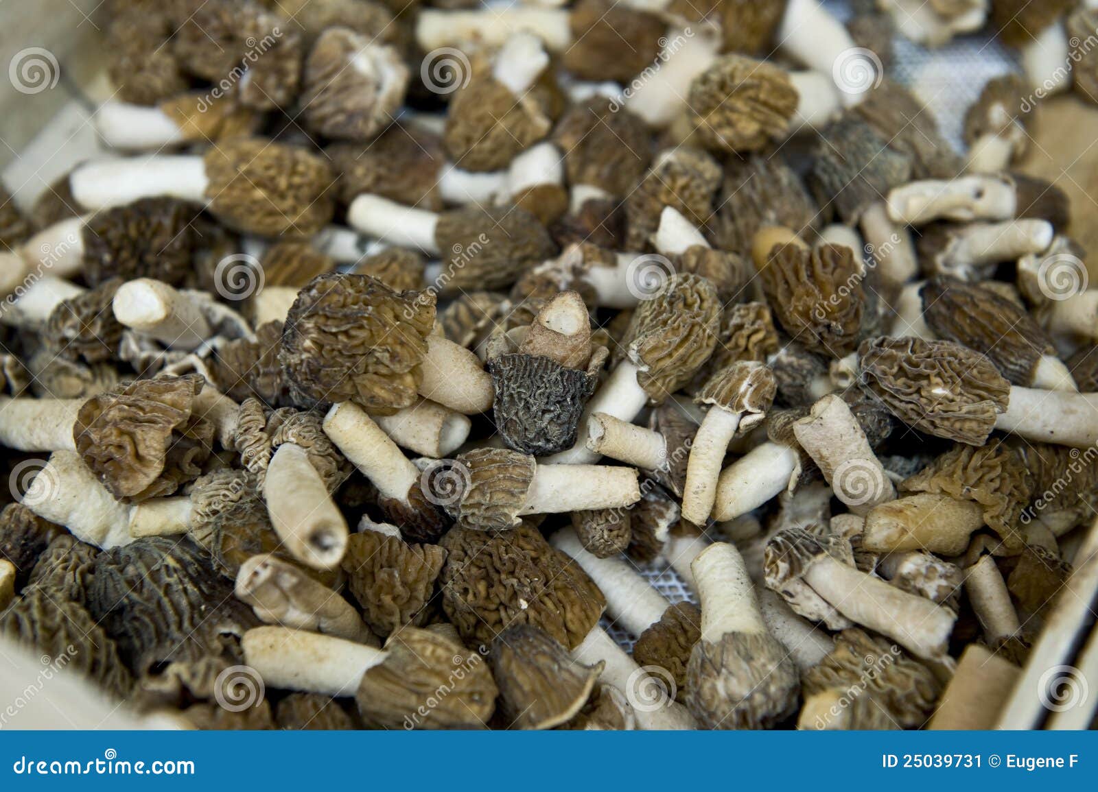 Dry Shiitake Mushrooms stock image. Image of mushrooms 25039731