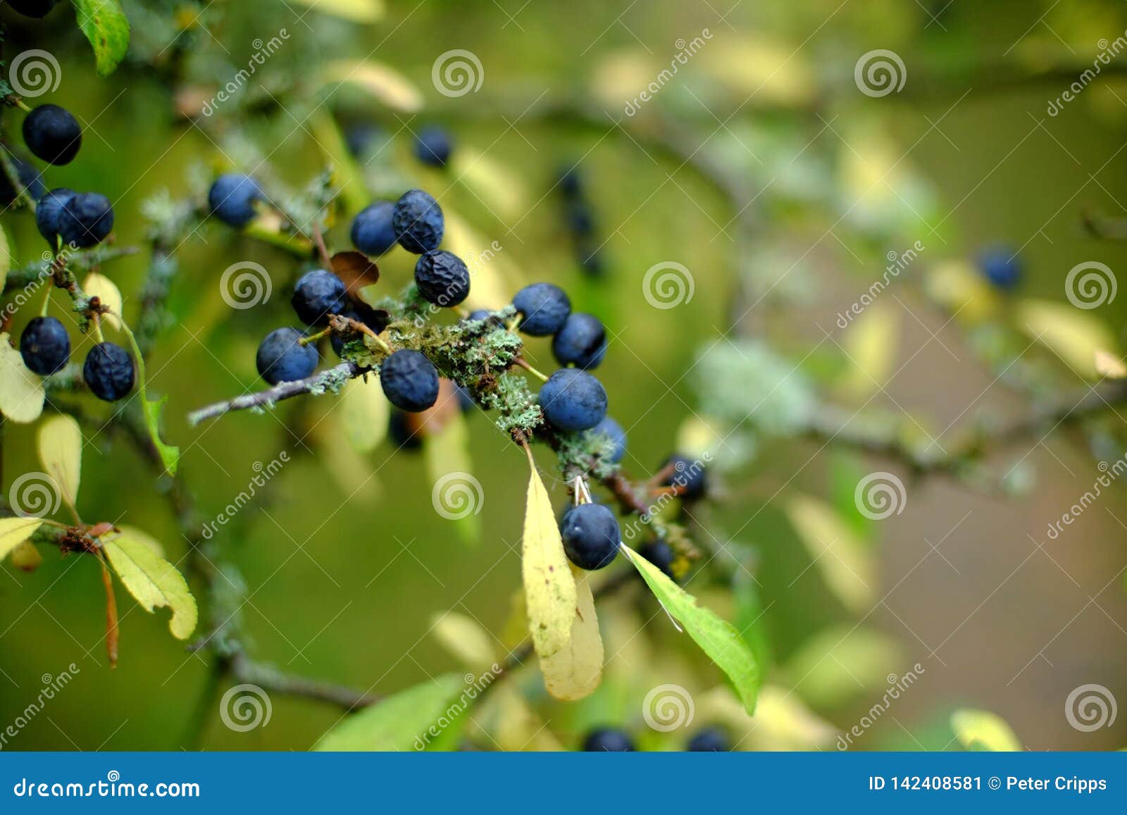 Dry sloes stock image. Image of arid, blackthorn, hedge 142408581