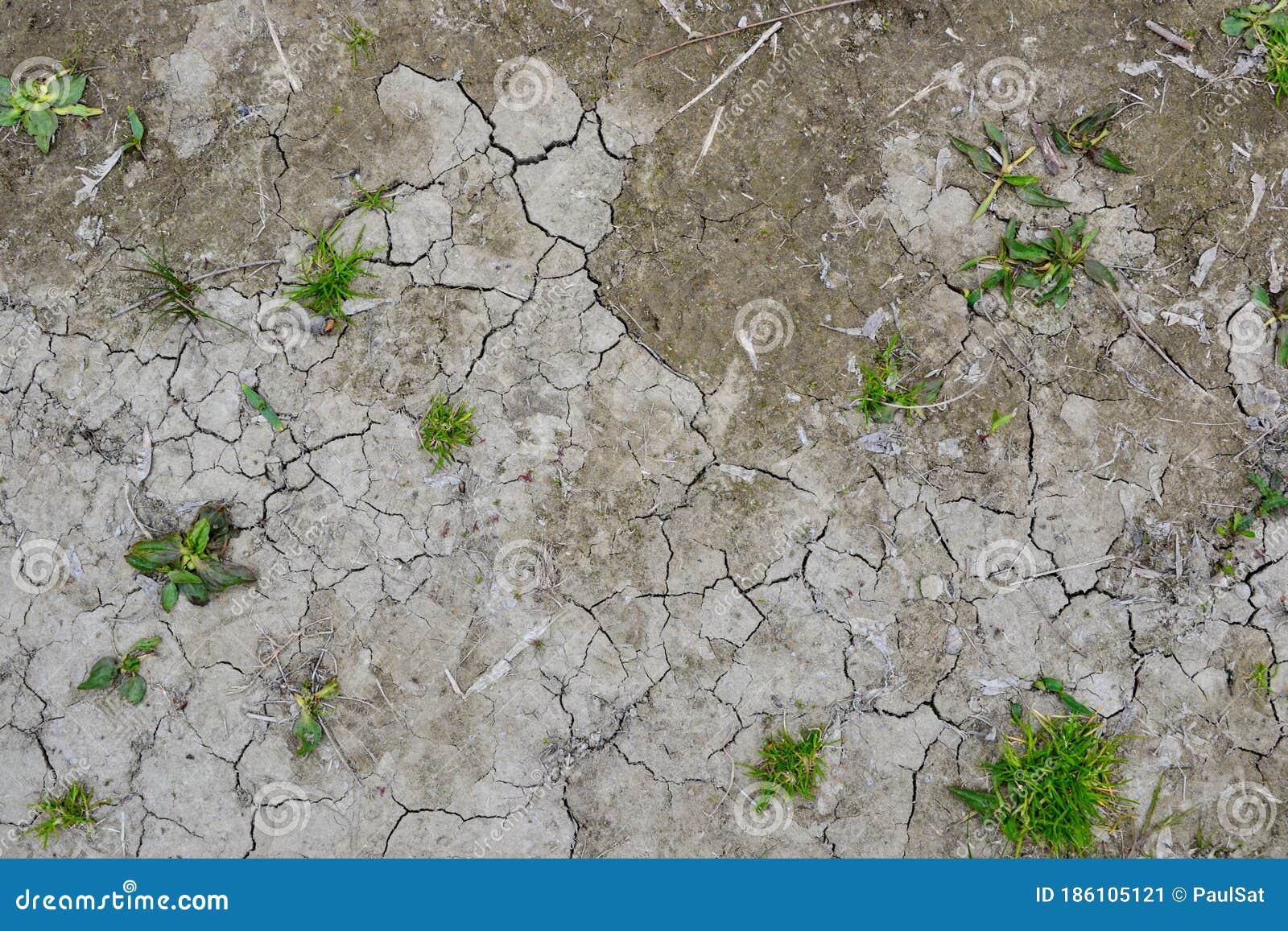 Cracked Earth with Grass Sprouts Stock Image Image of soil, grass