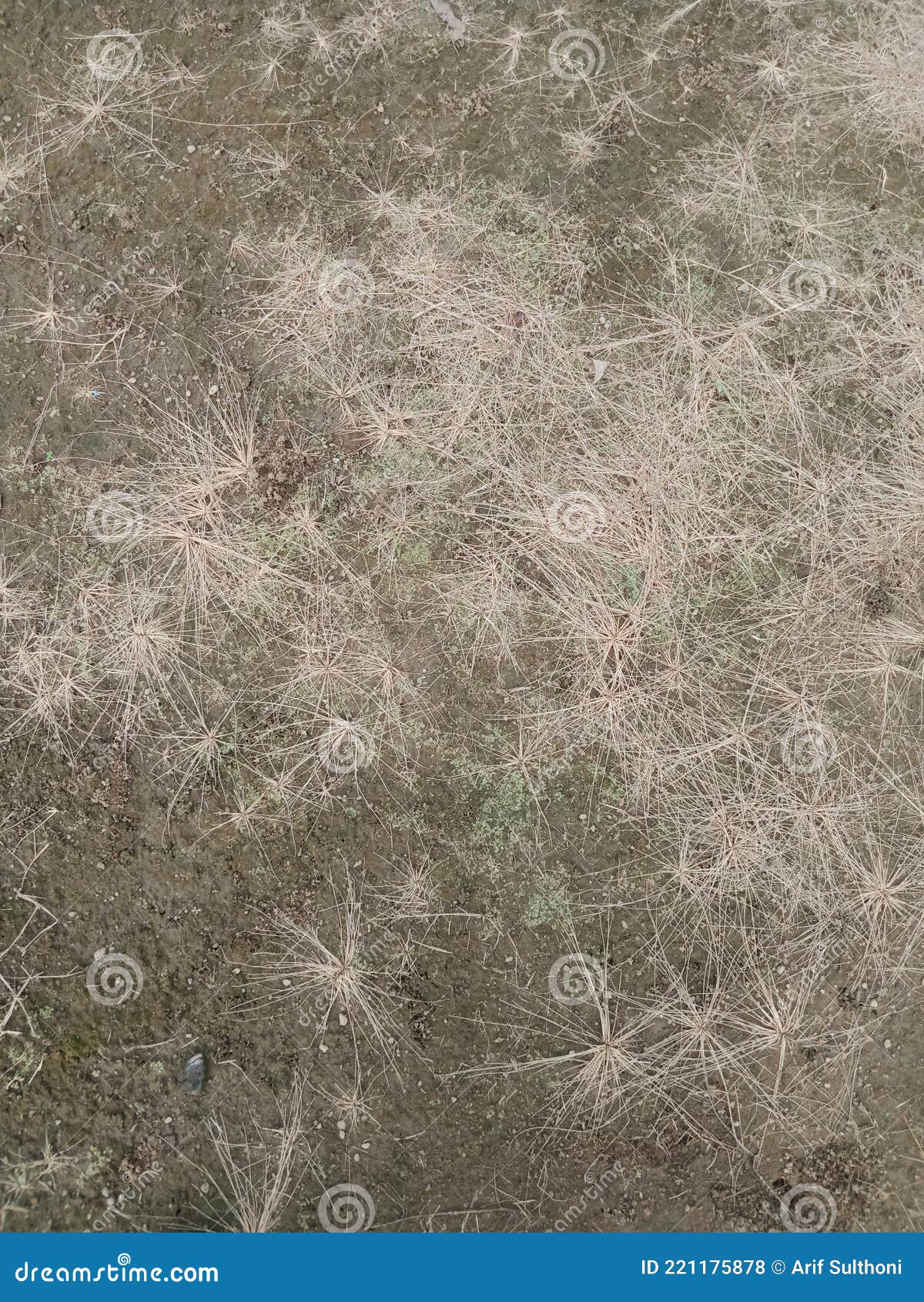 Dry soil and grass stock photo. Image of land, soil 221175878