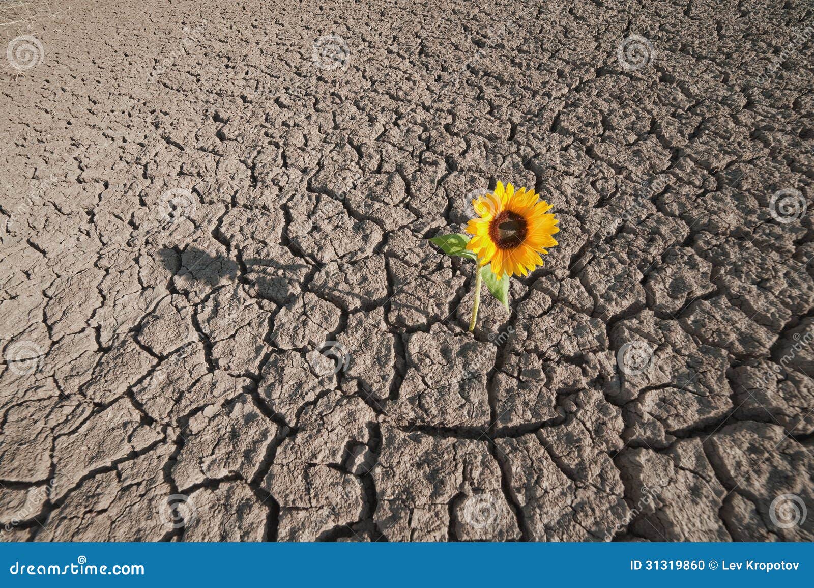 Dry Soil And Growing Plant Stock Photo Image 31319860