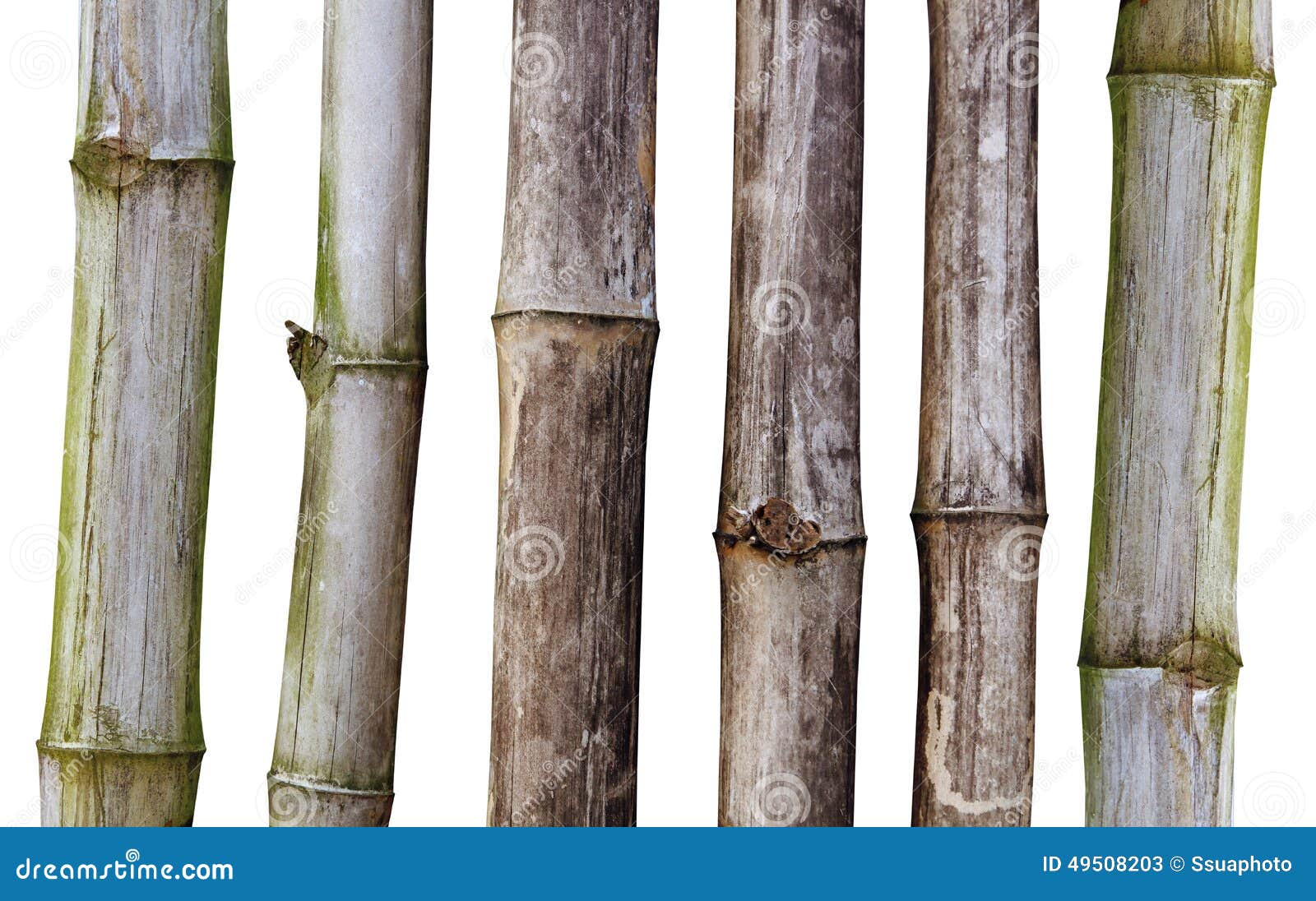 Dry stalks of bamboo stock image. Image of plant, japanese 49508203