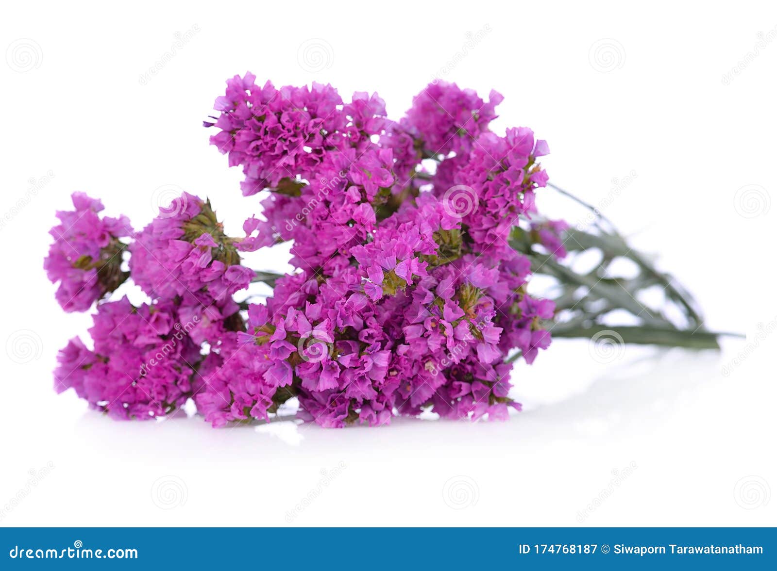 Dry Statice Flower on White Background Stock Image Image of floral, garden 174768187