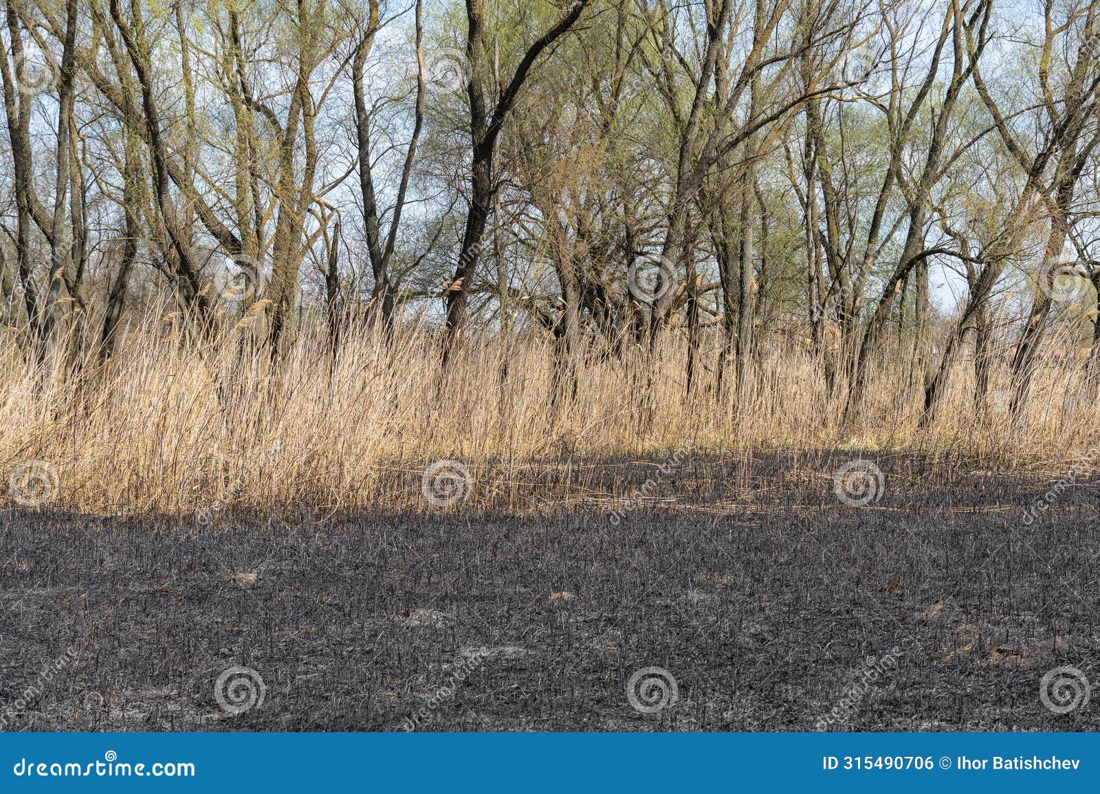 dry stem reeds sway on river bank on burnt ground.