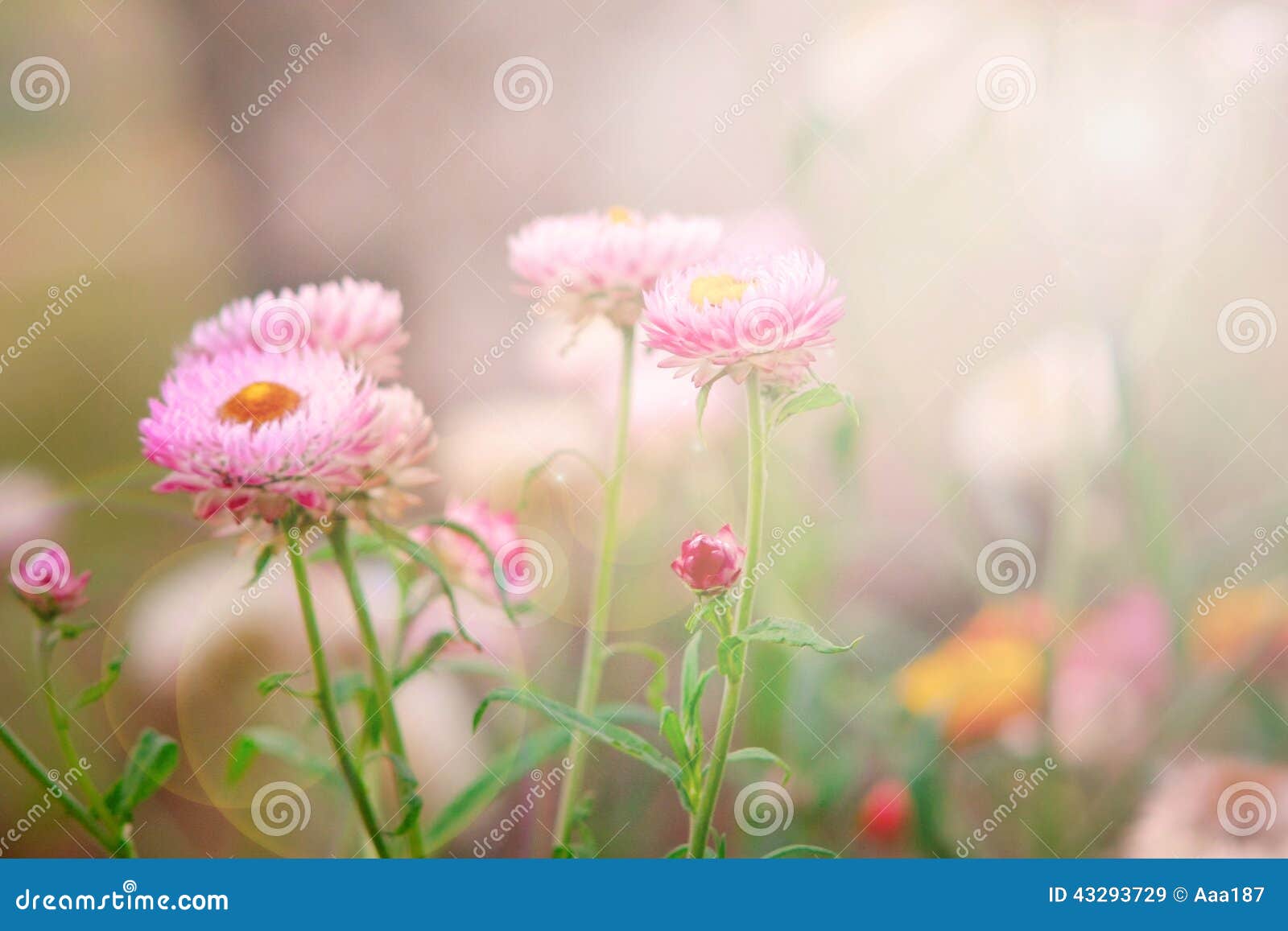 Dry Straw Flower Or Everlasting Flower Stock Image Image of cute