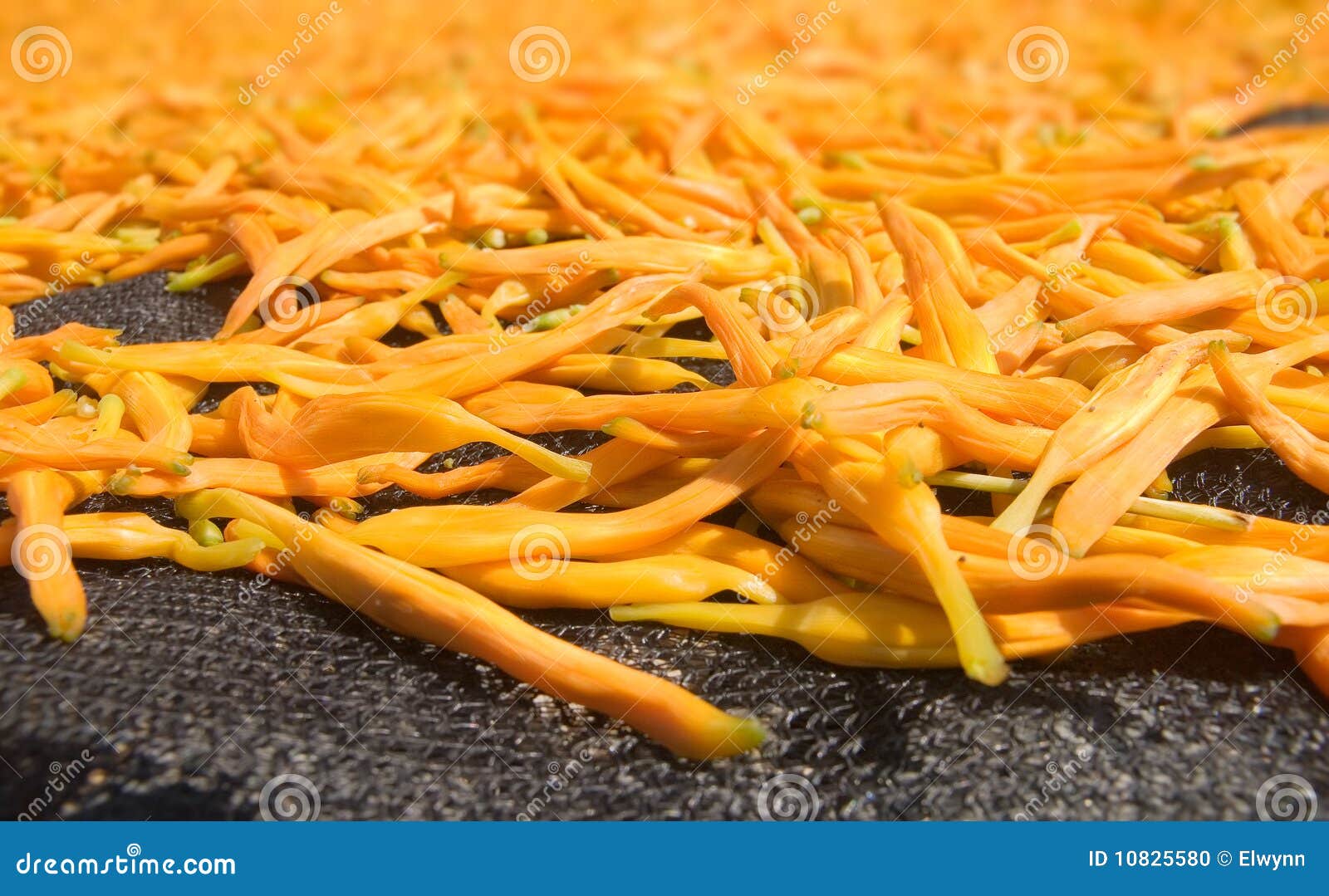 Dry in the Sun of Chinese Traditional Medicine Stock Photo Image of