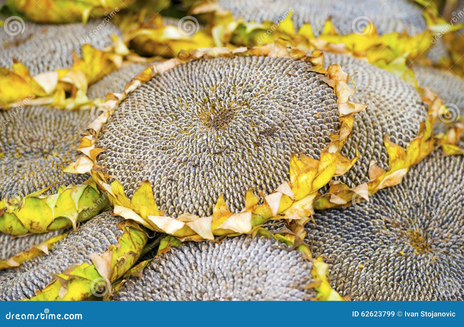 Dry sunflowers background stock image. Image of sunflowers - 62623799