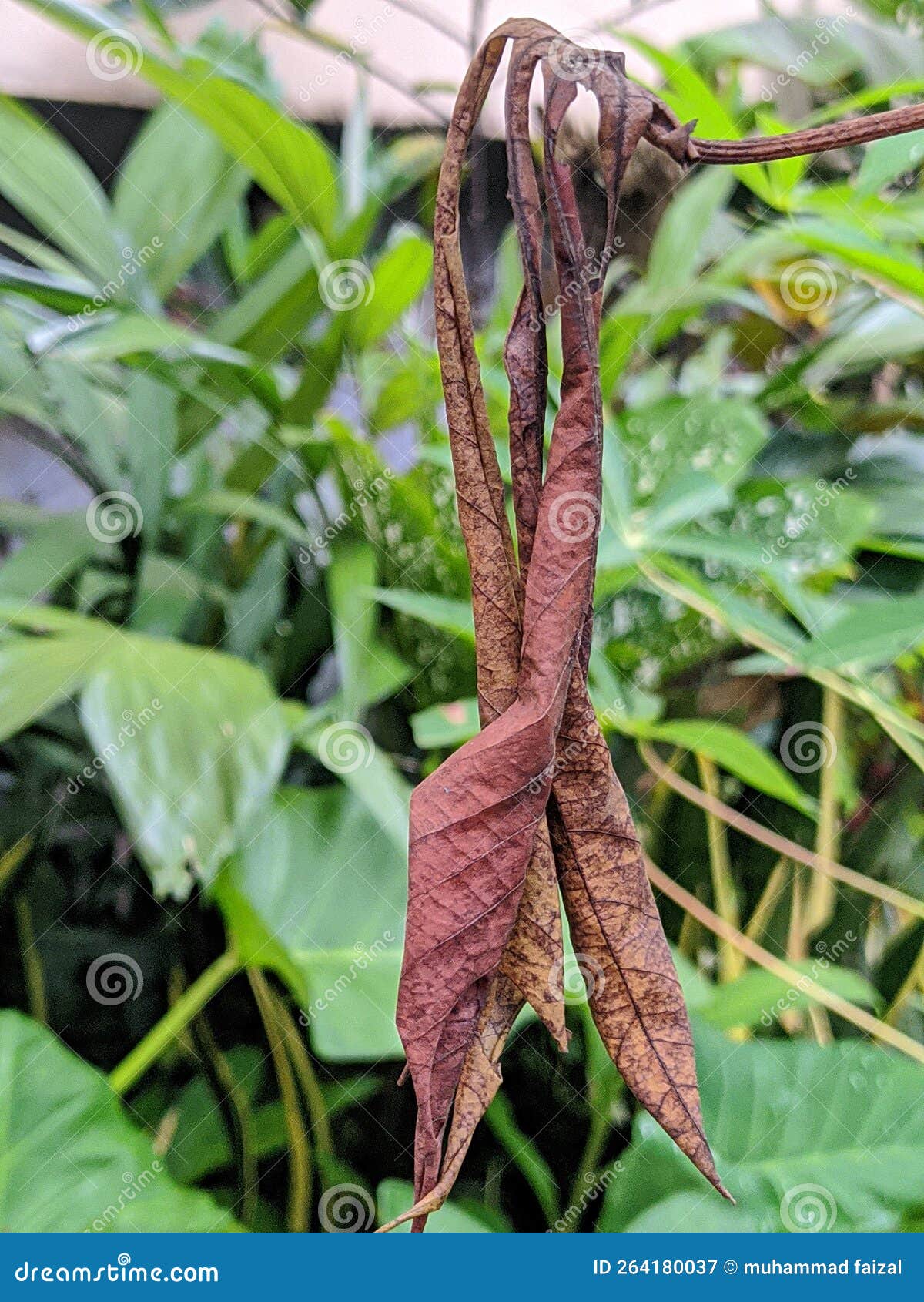 Dry Sweet Potato Leaves with Age Stock Image Image of leaves, sweet 264180037
