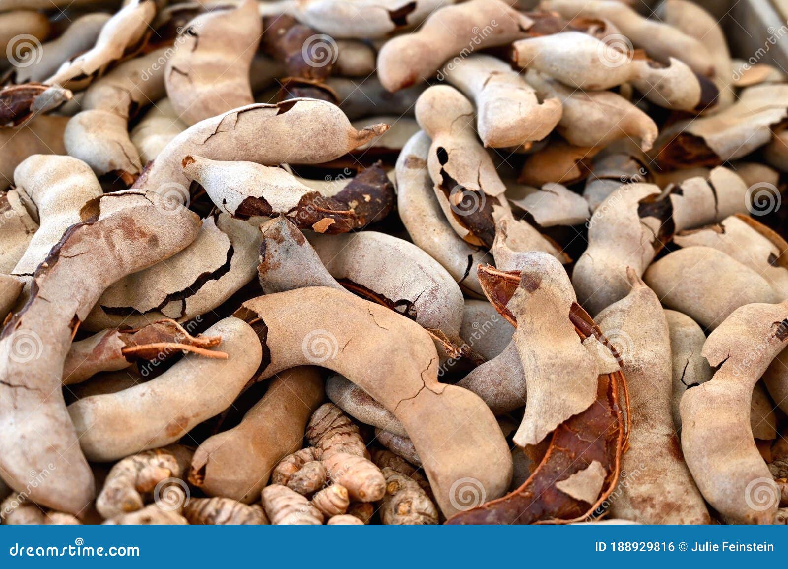 Tamarind Pods Stock Photo Image Of Leguminous Drink Tamarind Pods Stock Photo Image Of Leguminous Drink