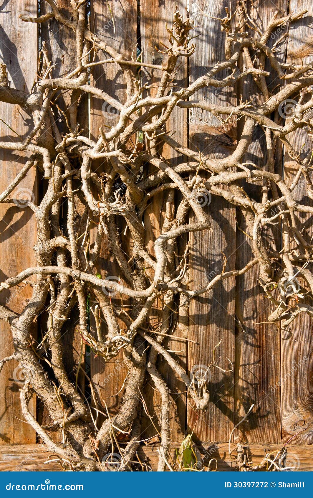 Dry Tree Branch Background Close-up. Vertical. Stock Photo 