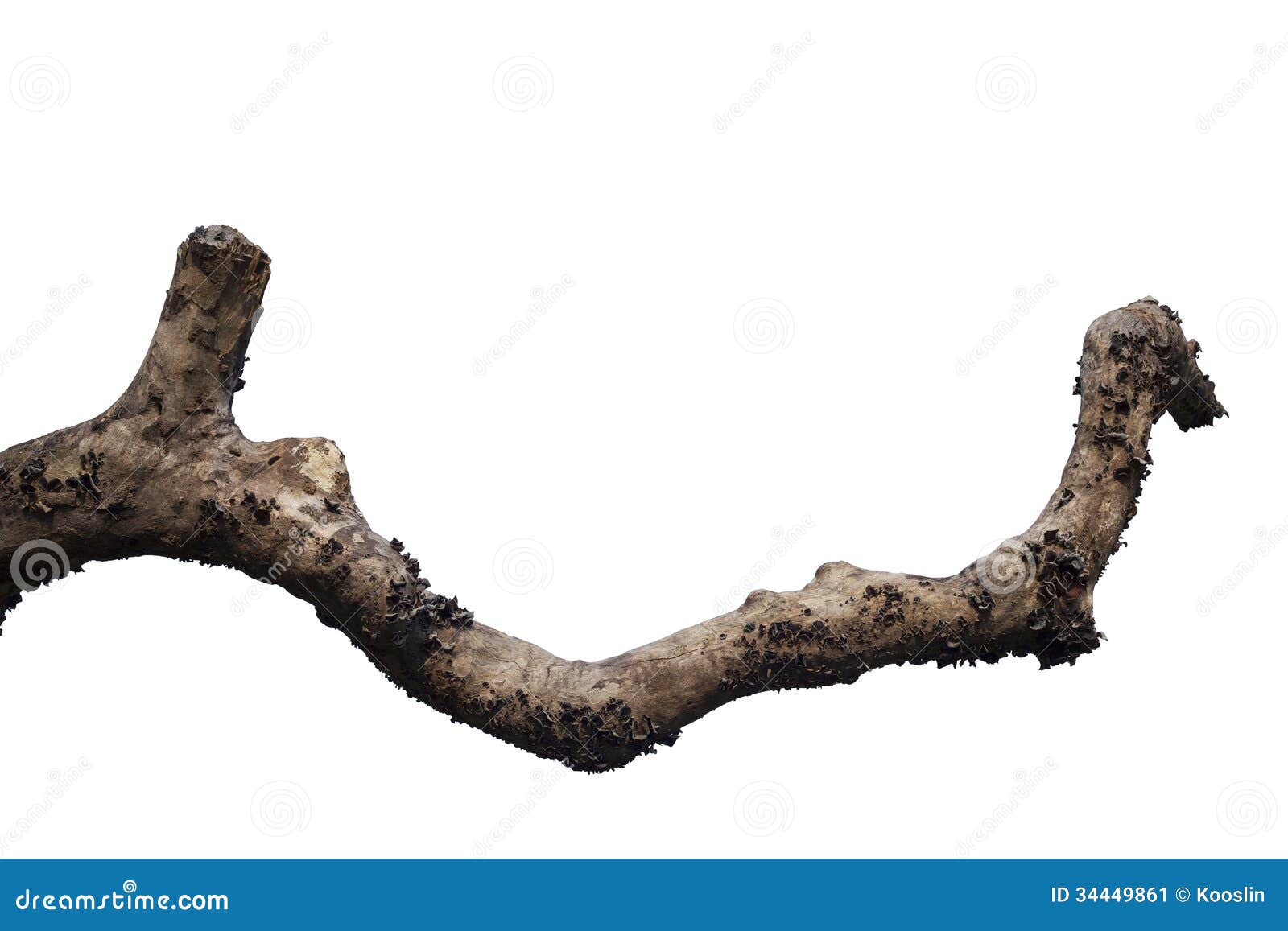 dry tree branch