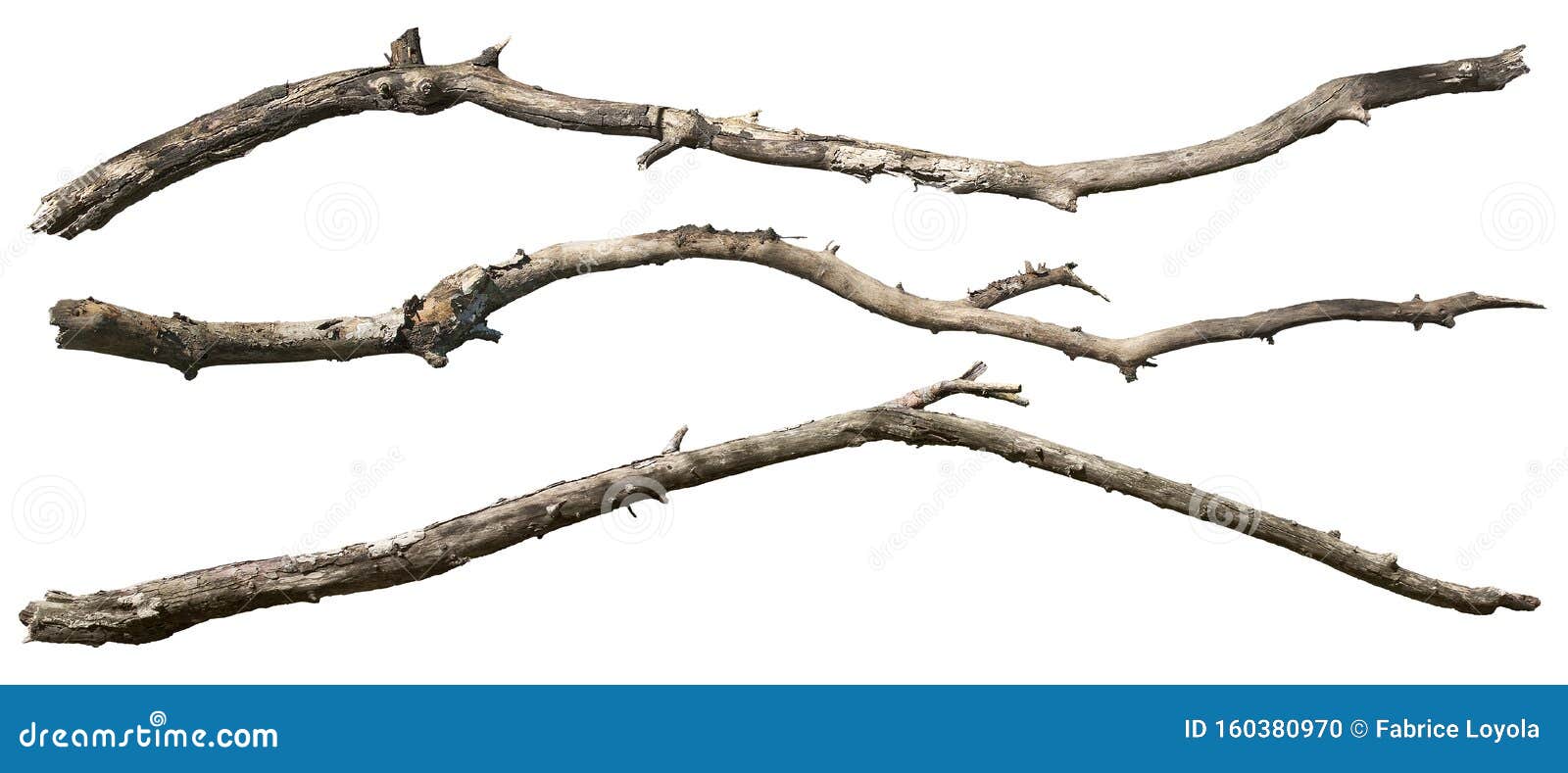 tree branch png