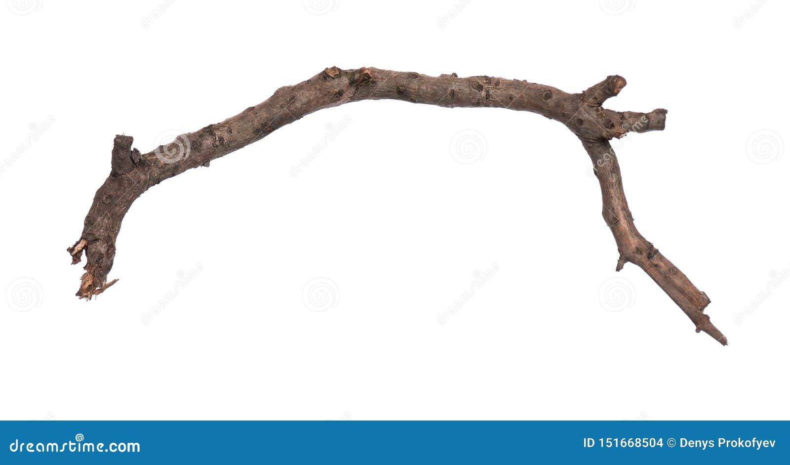 Dry Wood Stick Isolated White Background Stock Photo by