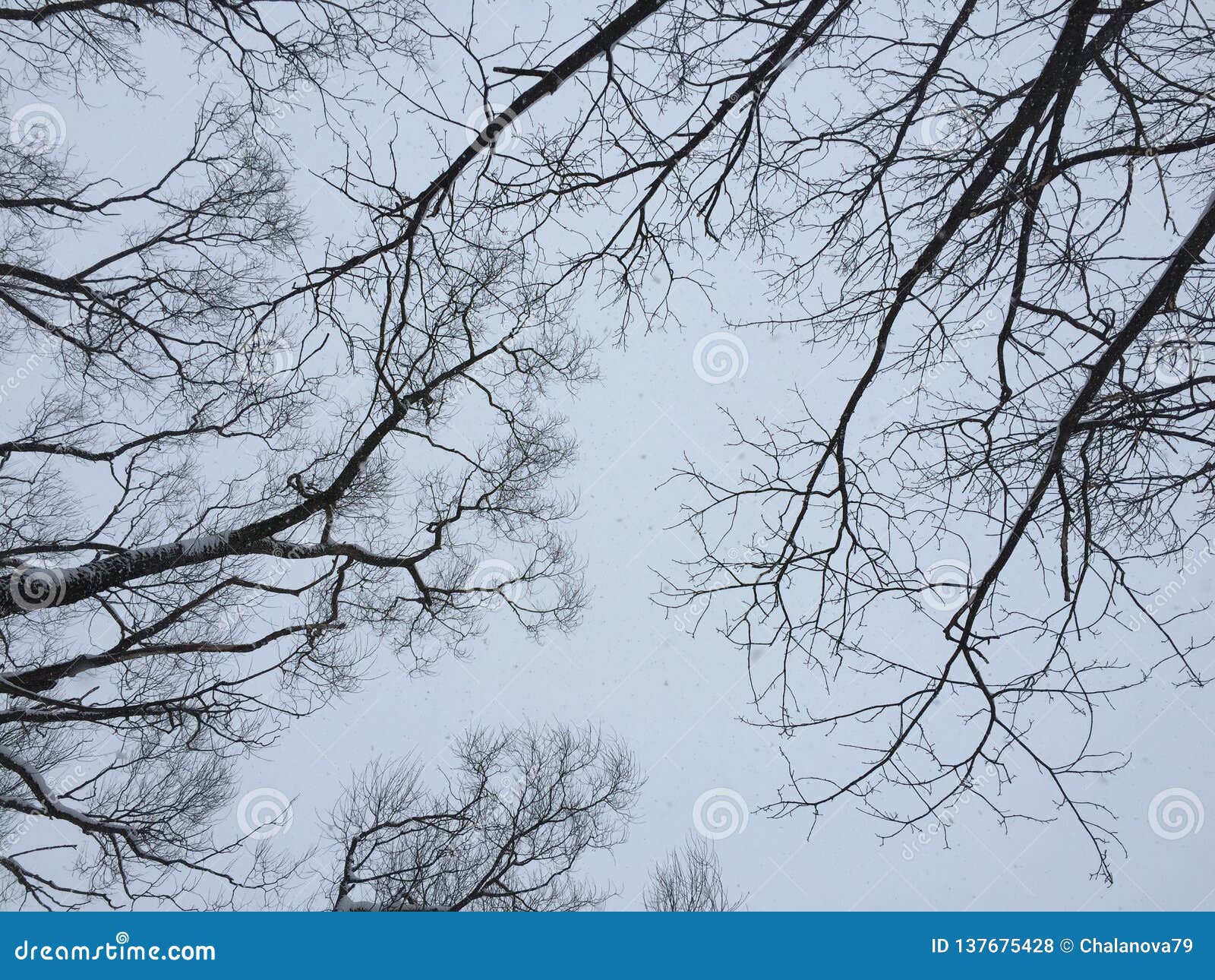 Snow Covered Tree Branches Against Sky Stock Image - Image 