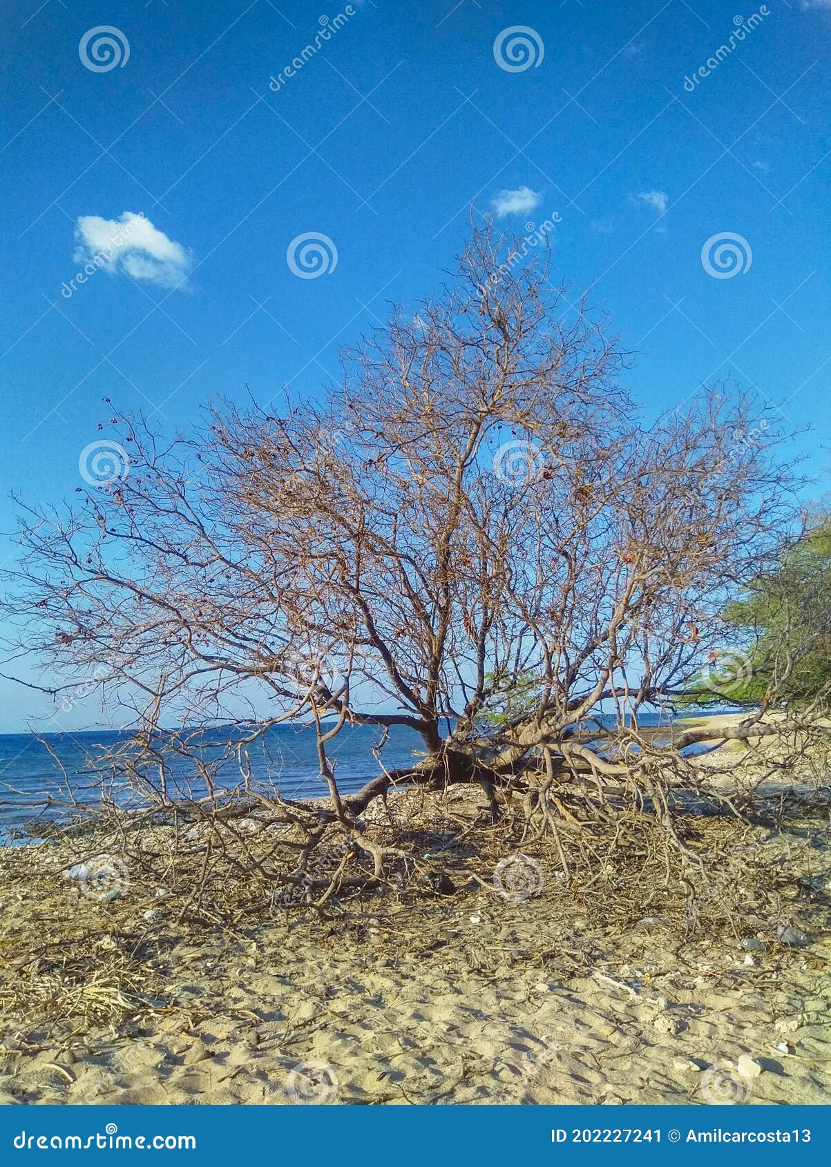 dry tree branches laying on sand in the coastline of metinaro, timor-leste