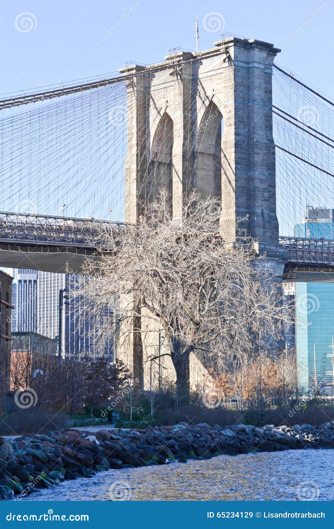 Dry Tree in Front of Brooklyn Bridge at New York Stock Image - Image of ...