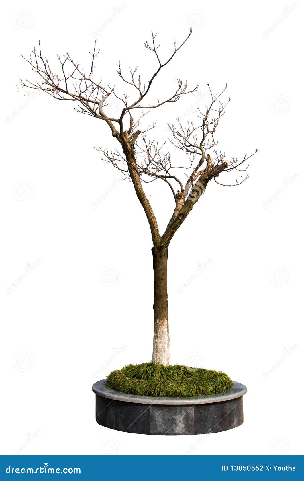 dry tree in the parterre  on white background