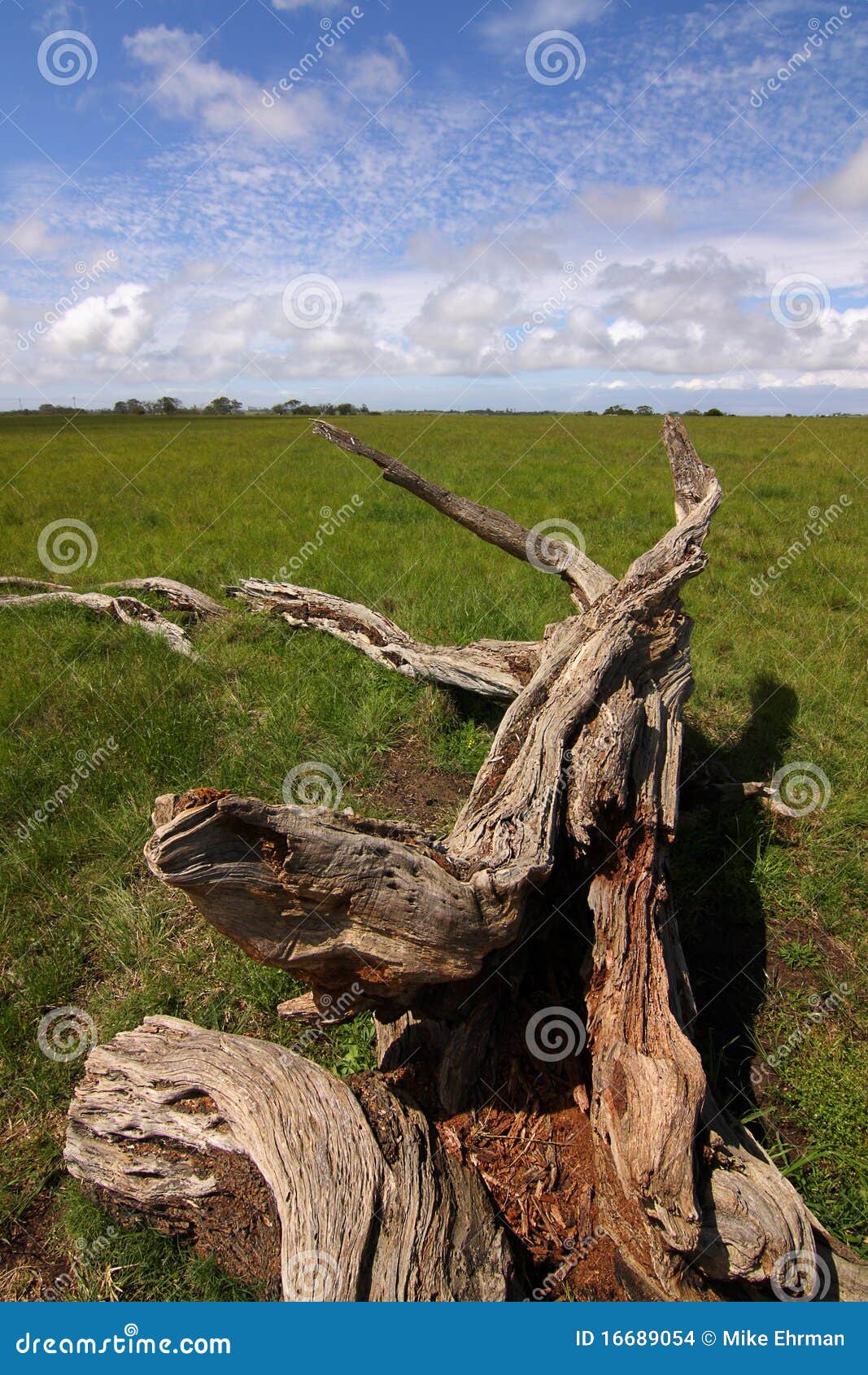 Dry tree trunk stock photo. Image of field, trunk, natural 16689054