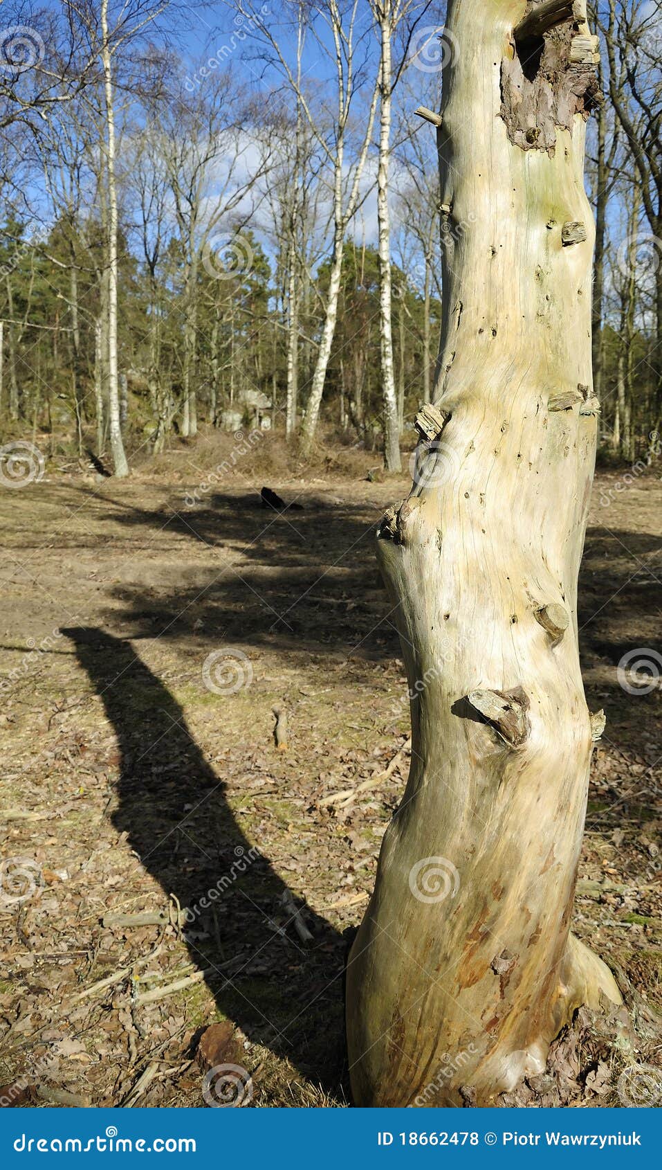 Dry tree trunk stock photo. Image of board, protection 18662478