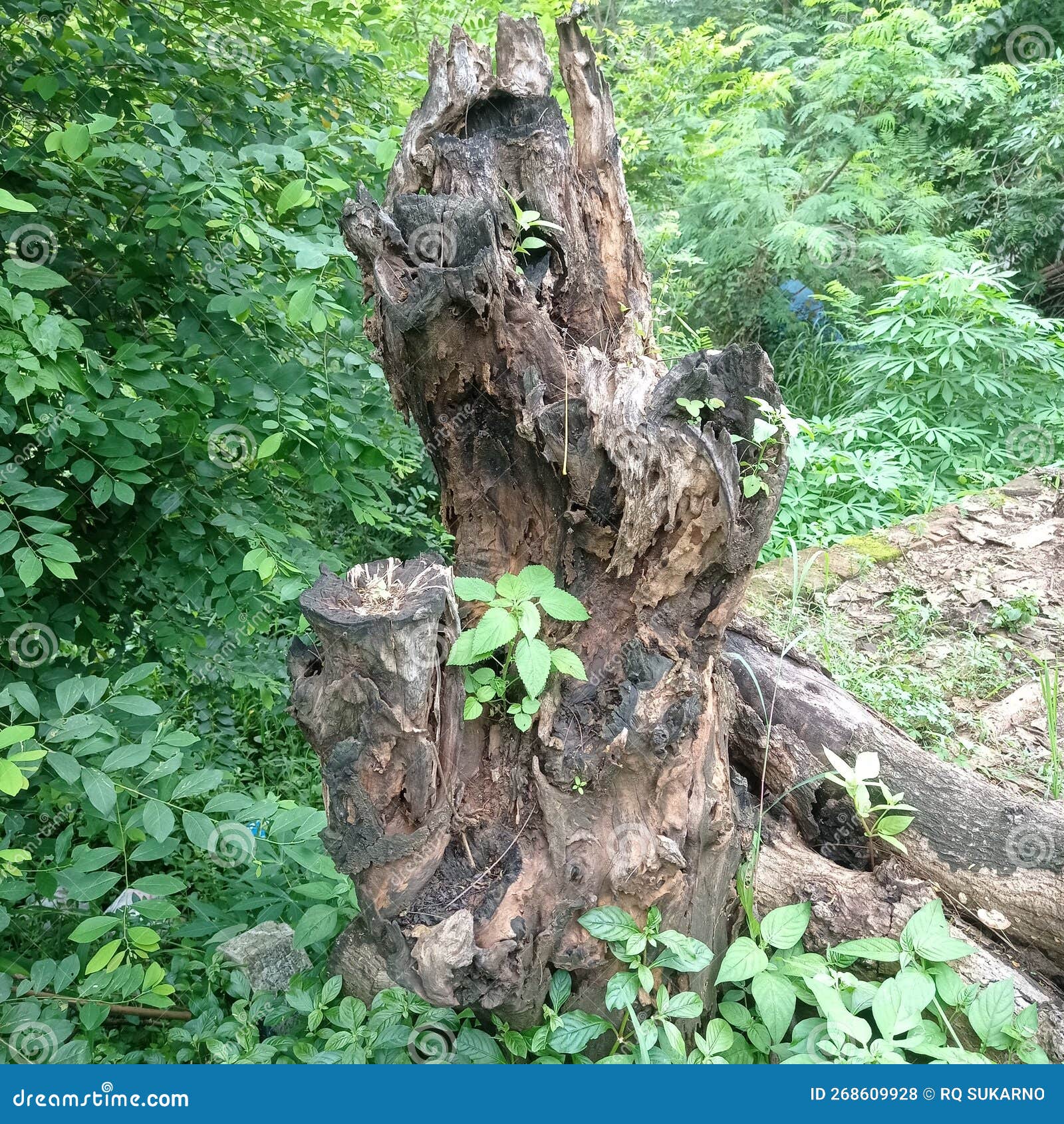 Dry Tree Trunks Overgrown with Weeds Stock Photo Image of tree, rumput 268609928