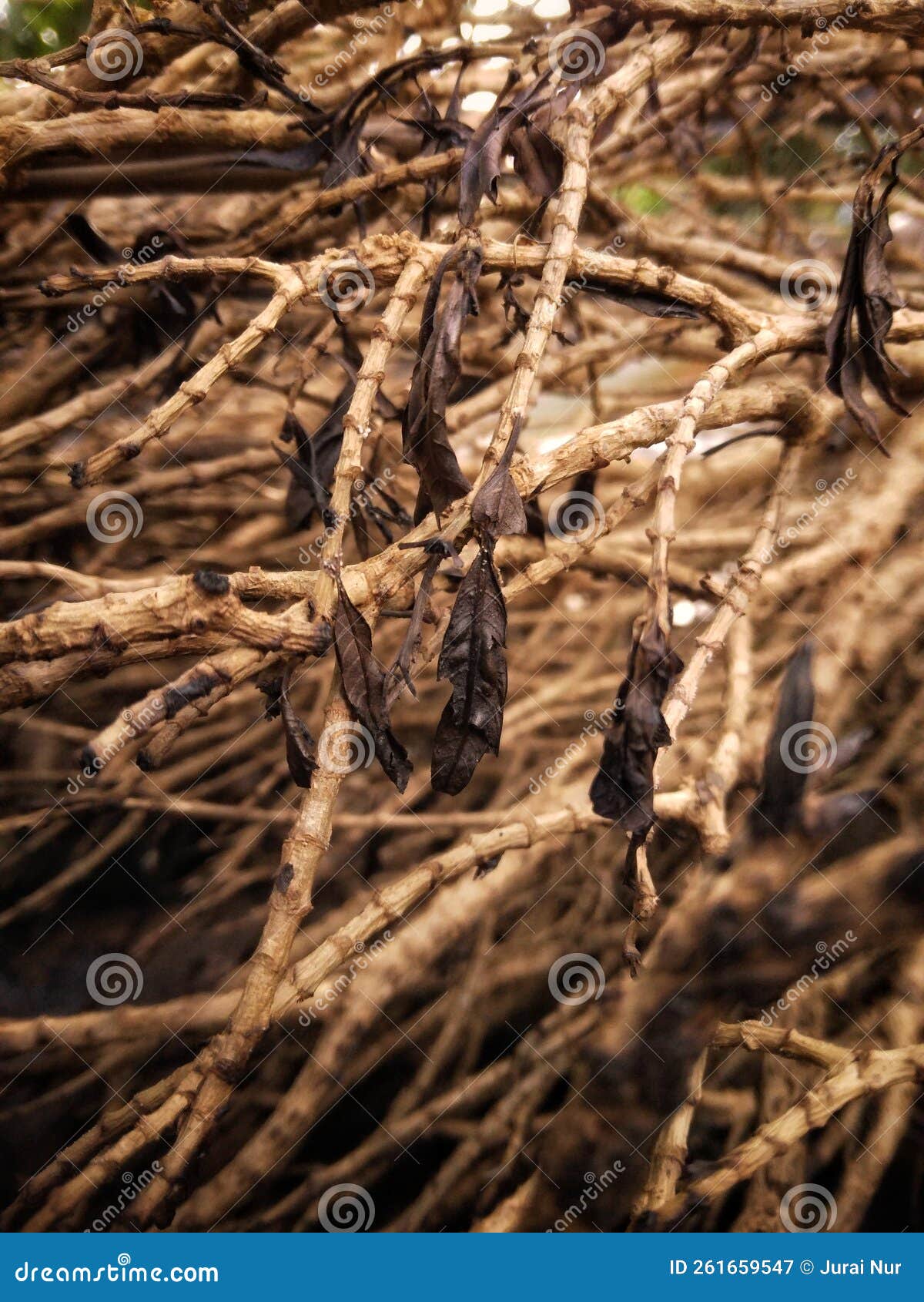 These are the Dry Twigs of the Flower Plants in the Garden. Stock Image