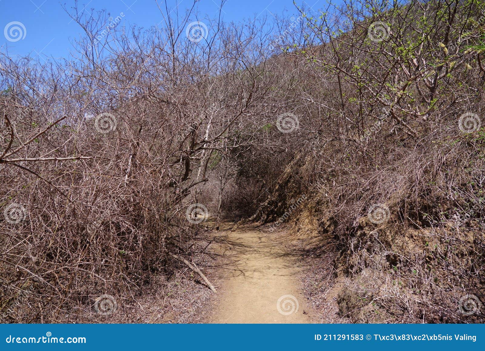 dry vegetation in isla de la plata island, ecuador