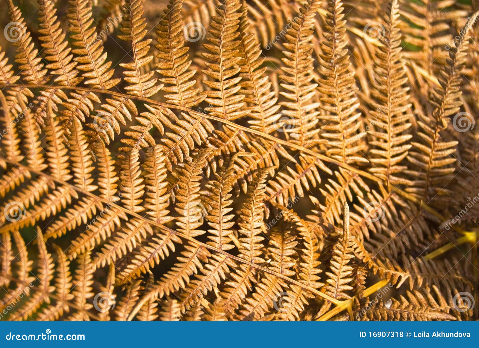 Dry yellow fern leaves stock photo. Image of sunlight 16907318