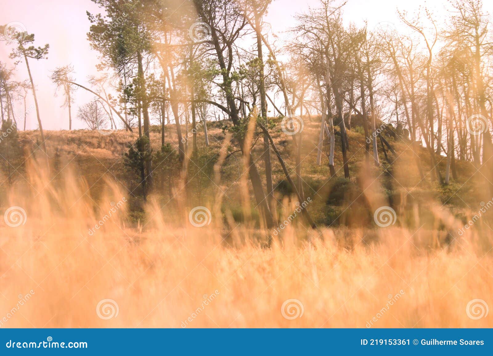 dry yellow grass field, subjective view, hidden near ground, low angle view