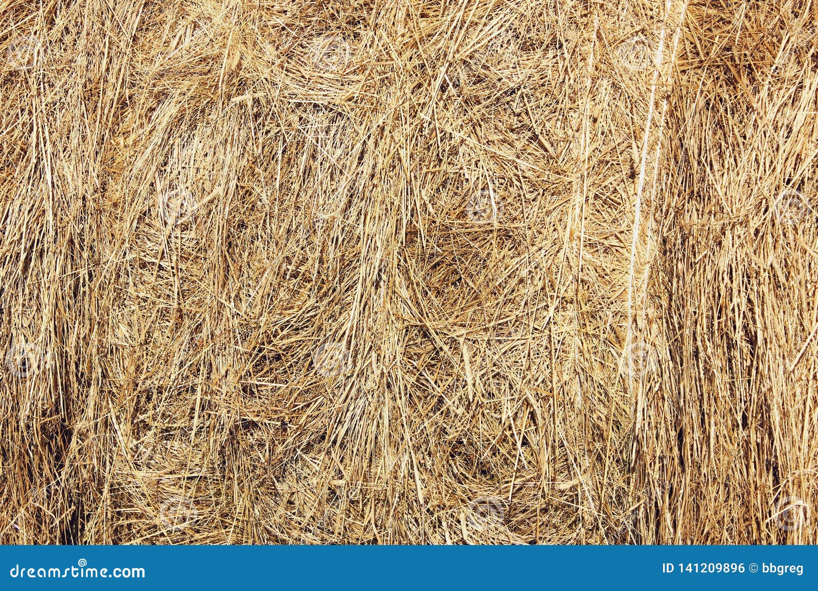 Dry Yellow Hay Straw Grass Background Texture Stock Photo Image Of