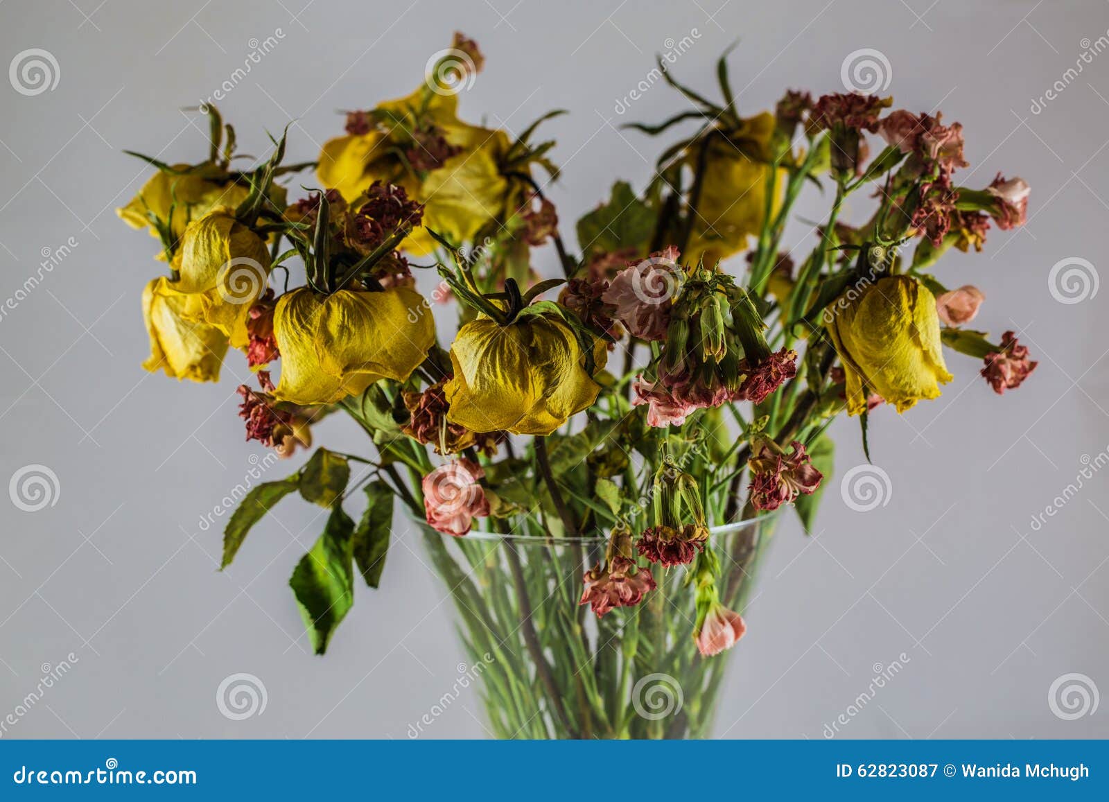 Dry yellow roses stock image. Image of twine, dead, roses 62823087