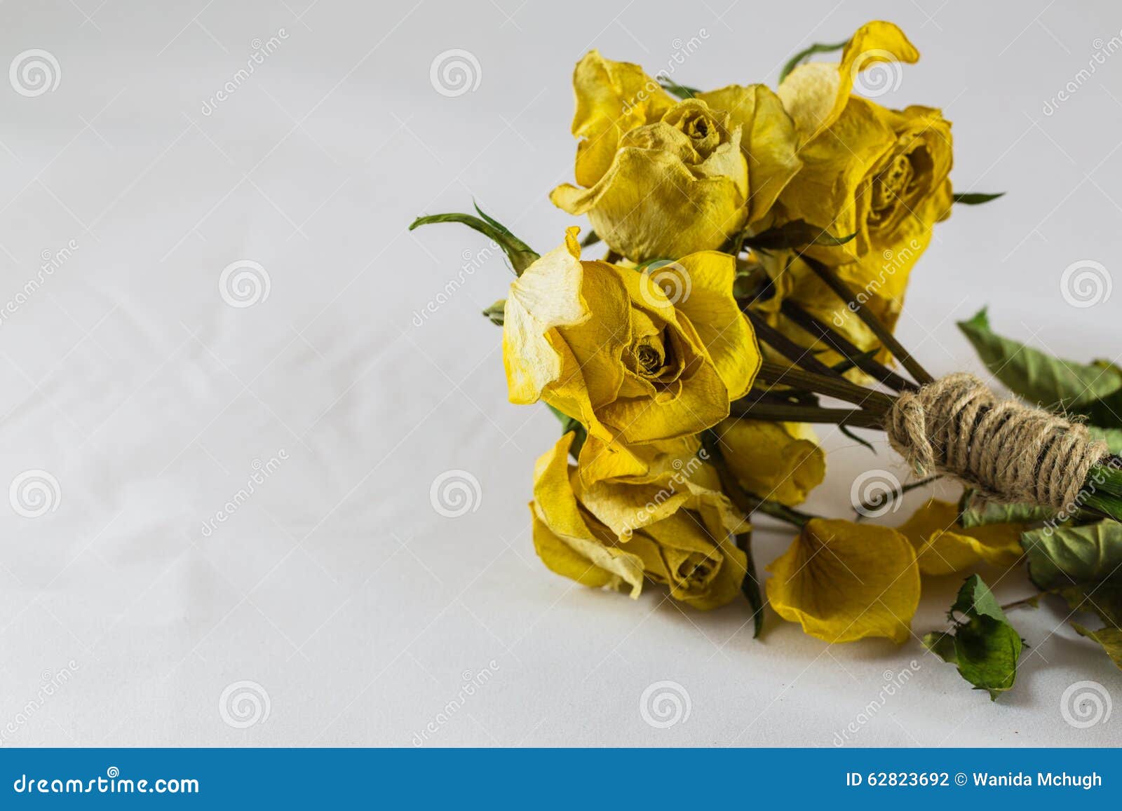 Dry yellow roses stock photo. Image of dried, roses, white 62823692
