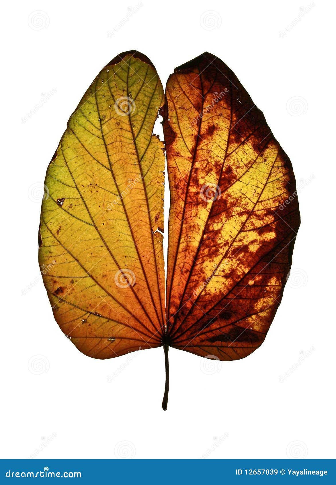 Dry Yellowish Orange Leaf stock image. Image of closeup 12657039