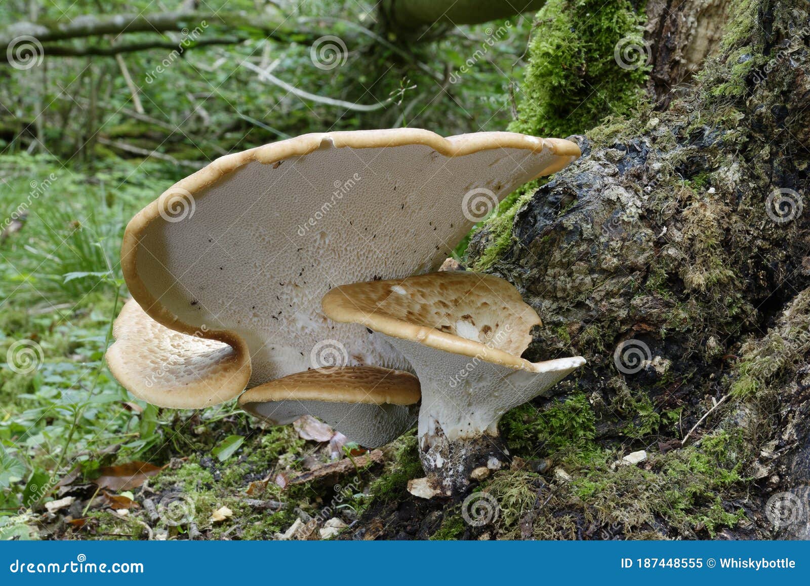 dryad`s saddle bracket fungi