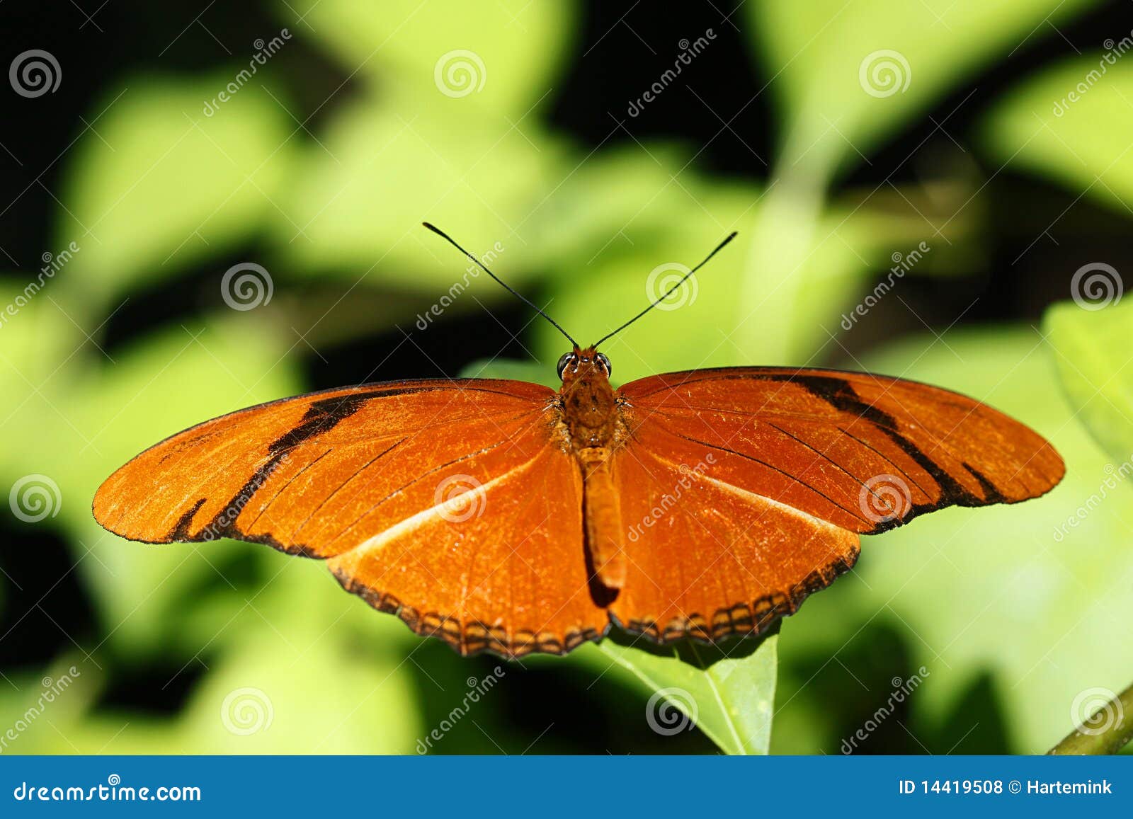 dryas iulia or julia butterfly