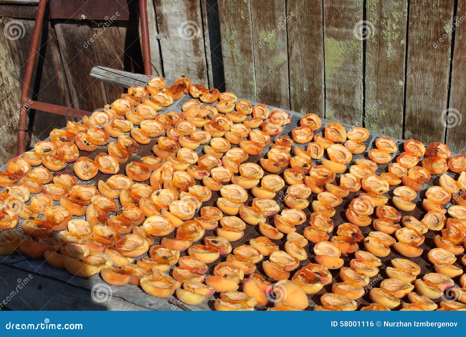 Drying apricots stock photo. Image of dried, healthy 58001116