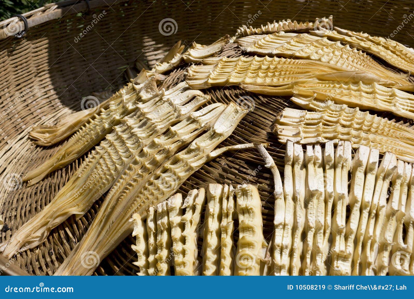 Drying of Bamboo Shoots stock image. Image of longji 10508219